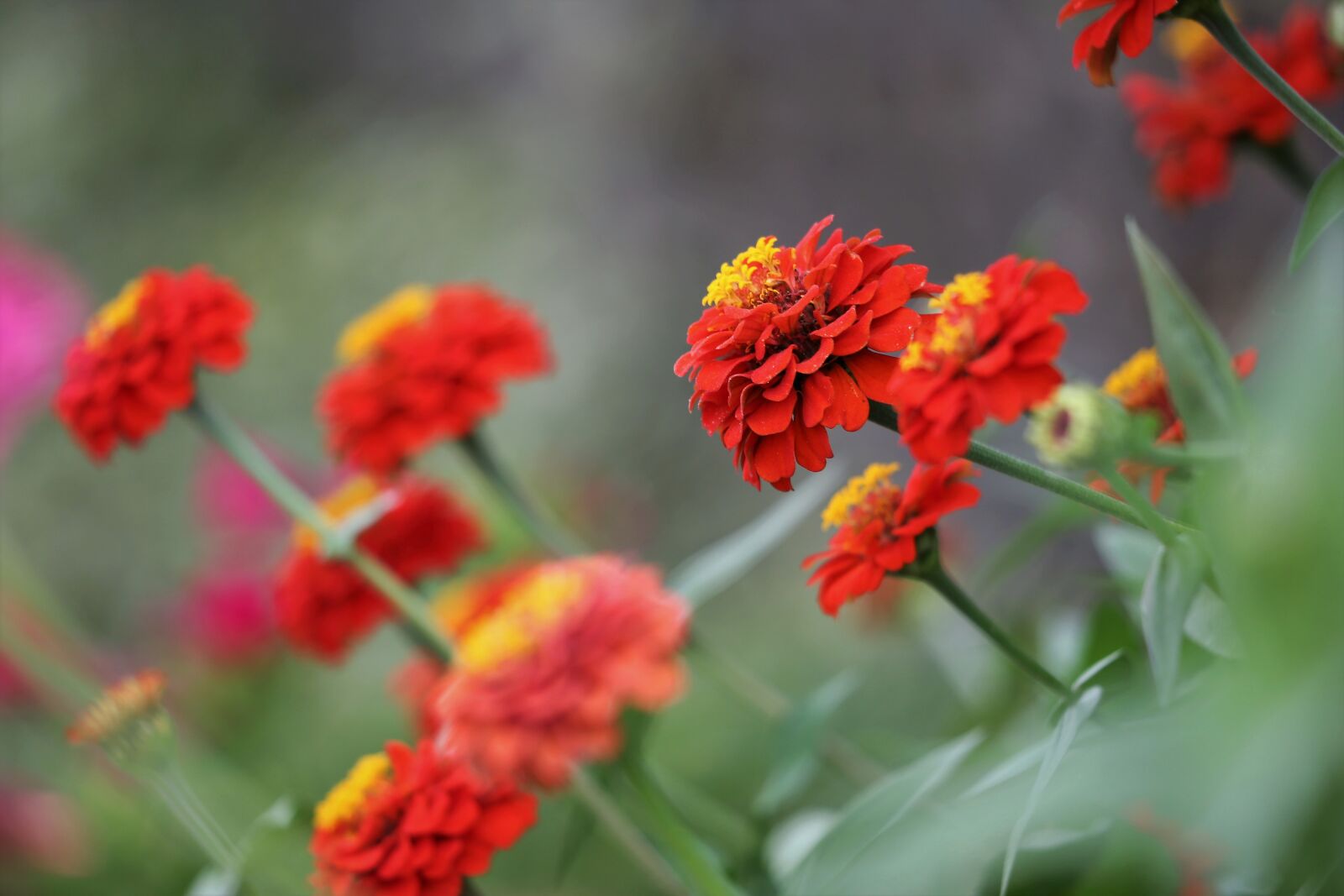 Canon EOS 6D + Canon EF 70-300 F4-5.6 IS II USM sample photo. Orange zinnia, blooming, flower photography