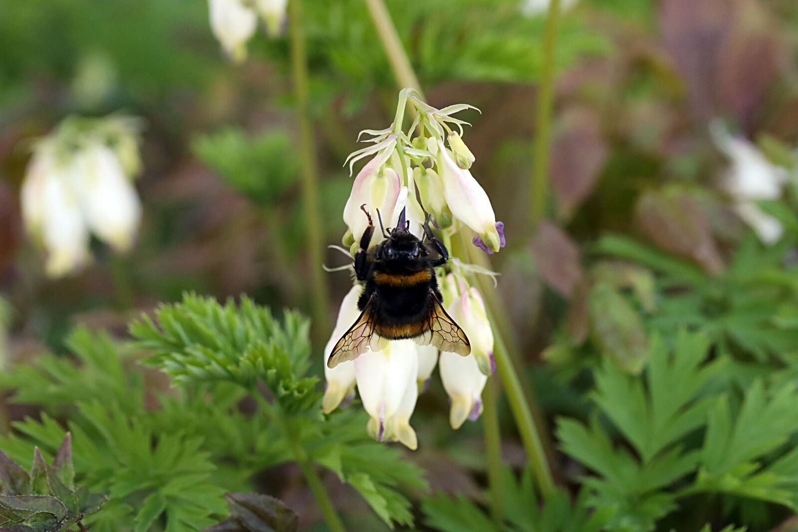 Canon EOS R sample photo. Bumblebee, insect, nature photography