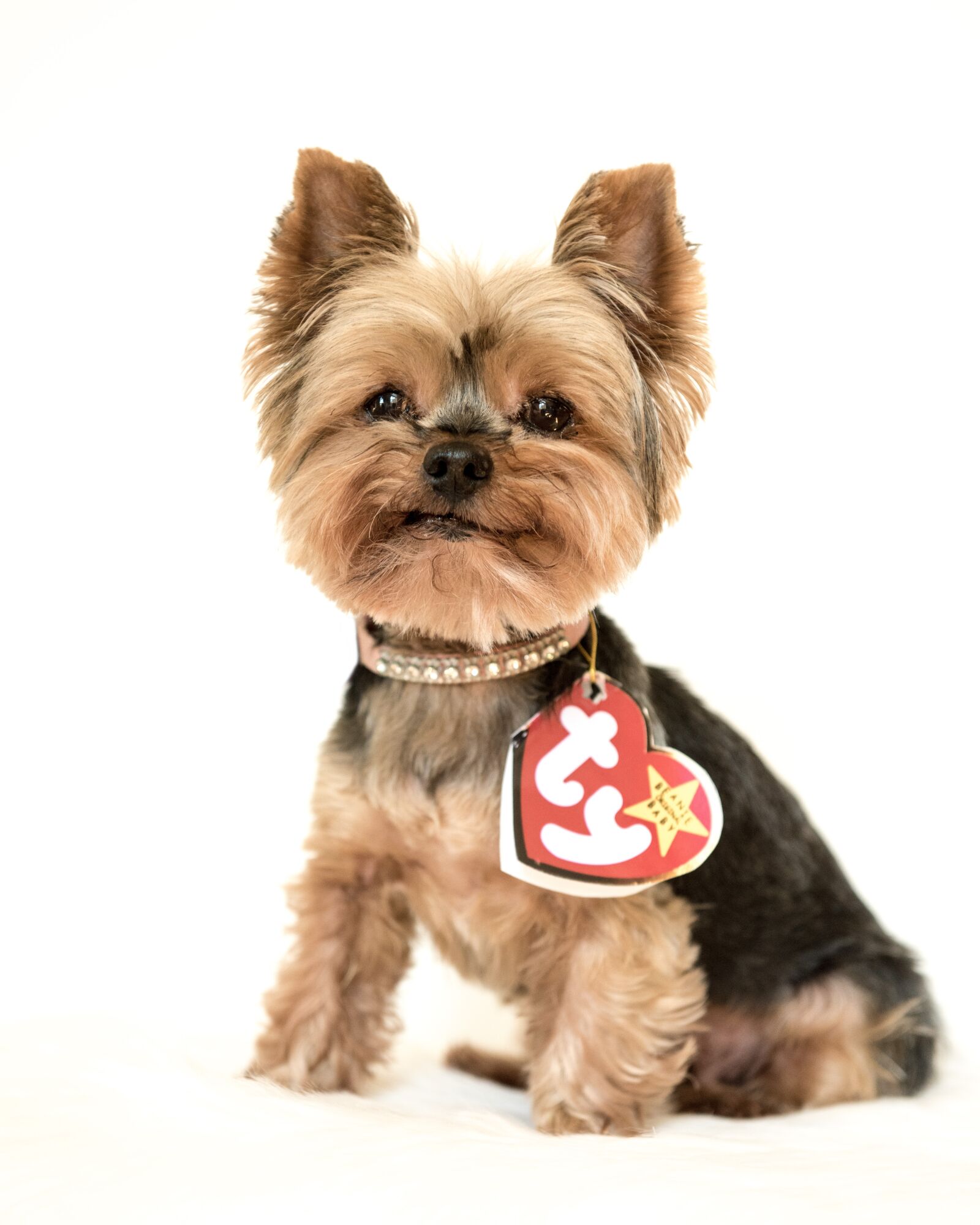 Nikon D810 sample photo. Yorkshire terrier, yorkie, beanie photography