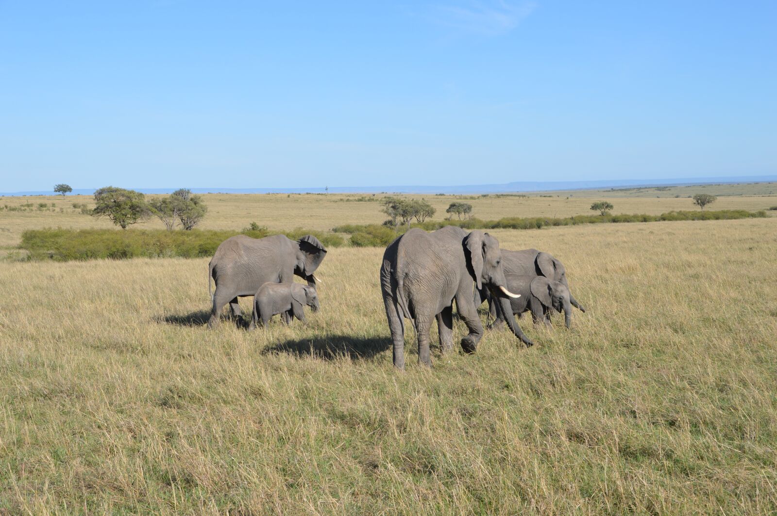 Nikon D3200 sample photo. Elephant, africa, animals photography