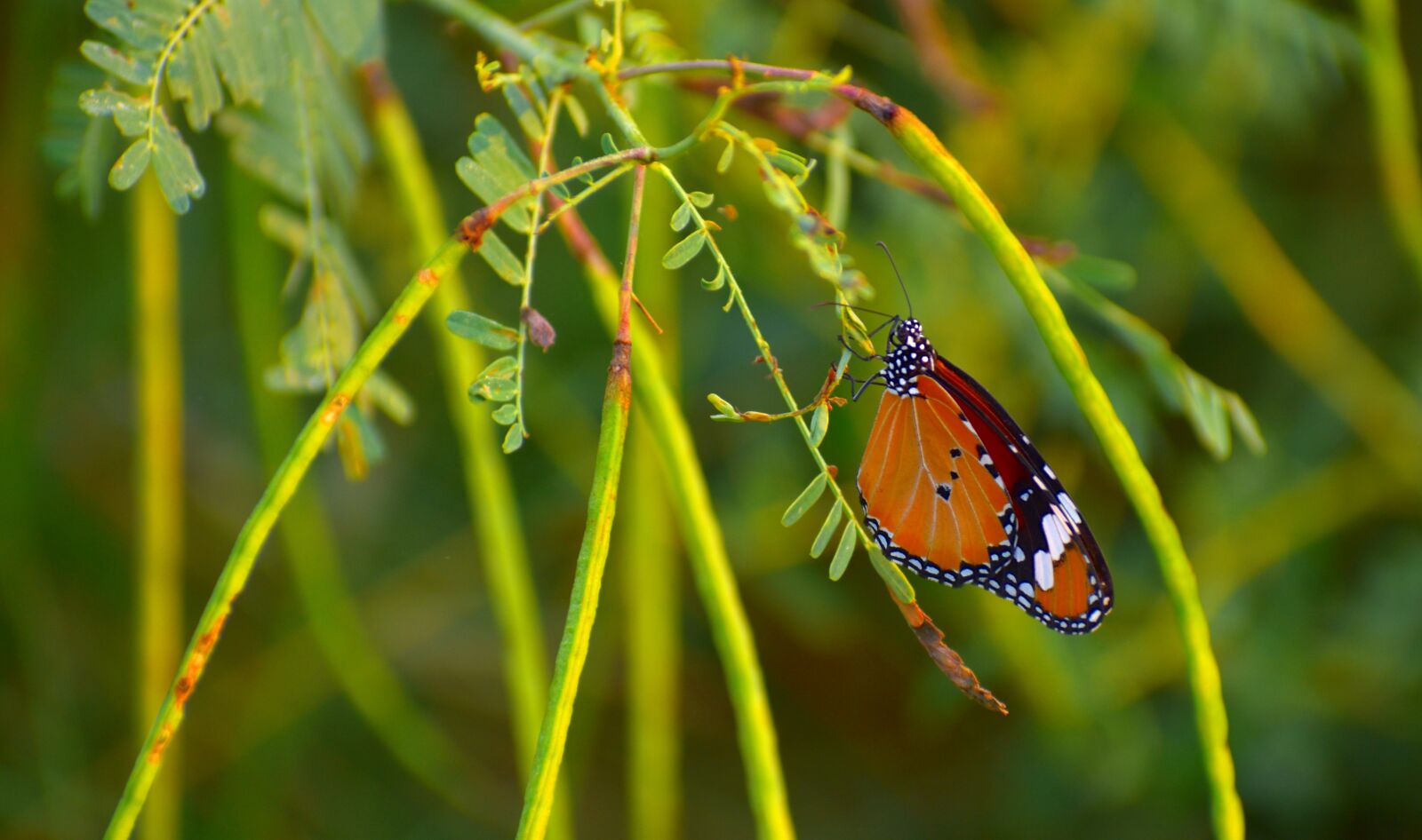 Nikon D5600 sample photo. Butterfly, pierid, lepidoptera photography