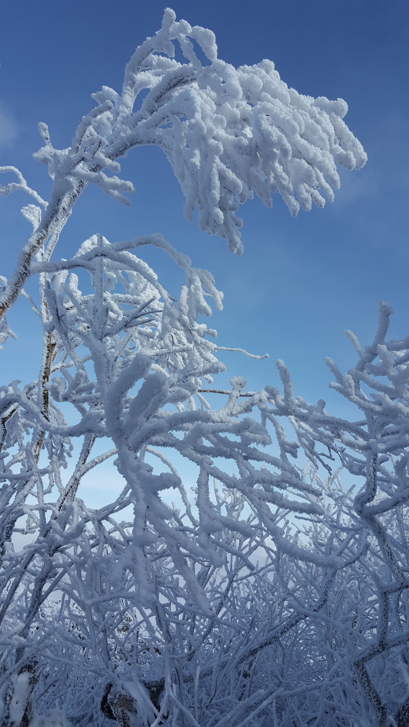 Samsung Galaxy Note5 sample photo. Korea, mountain, taebaeksan, winter photography