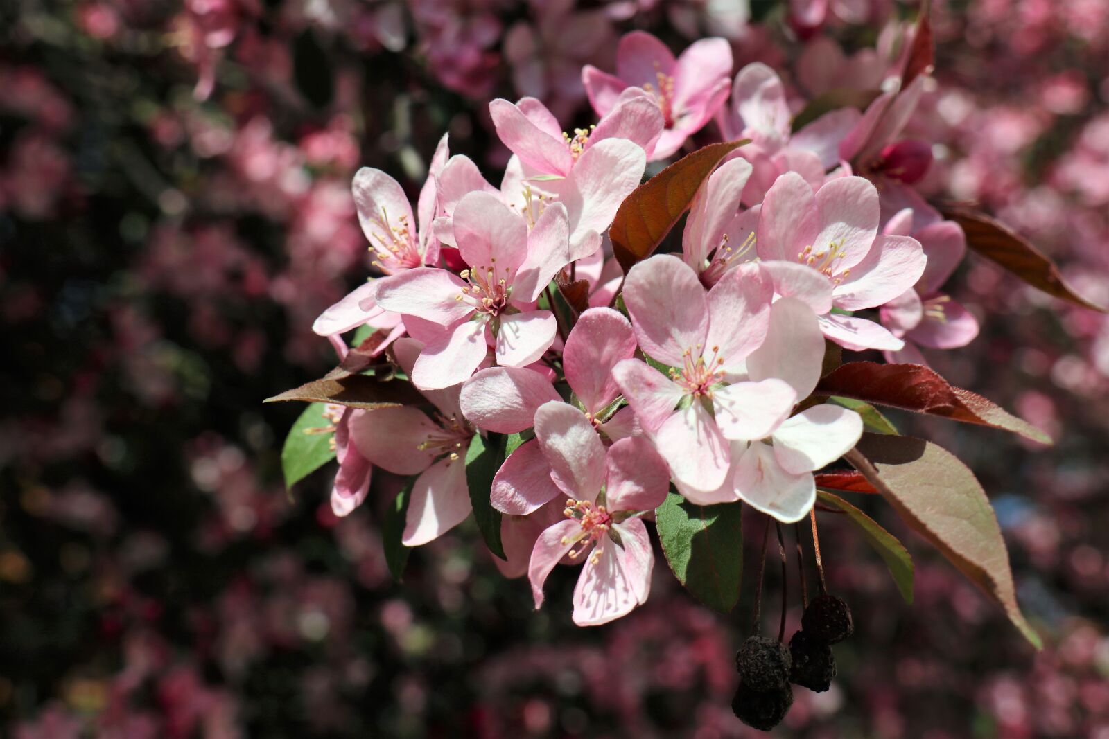 Canon EOS M6 sample photo. Spring, april, nature photography