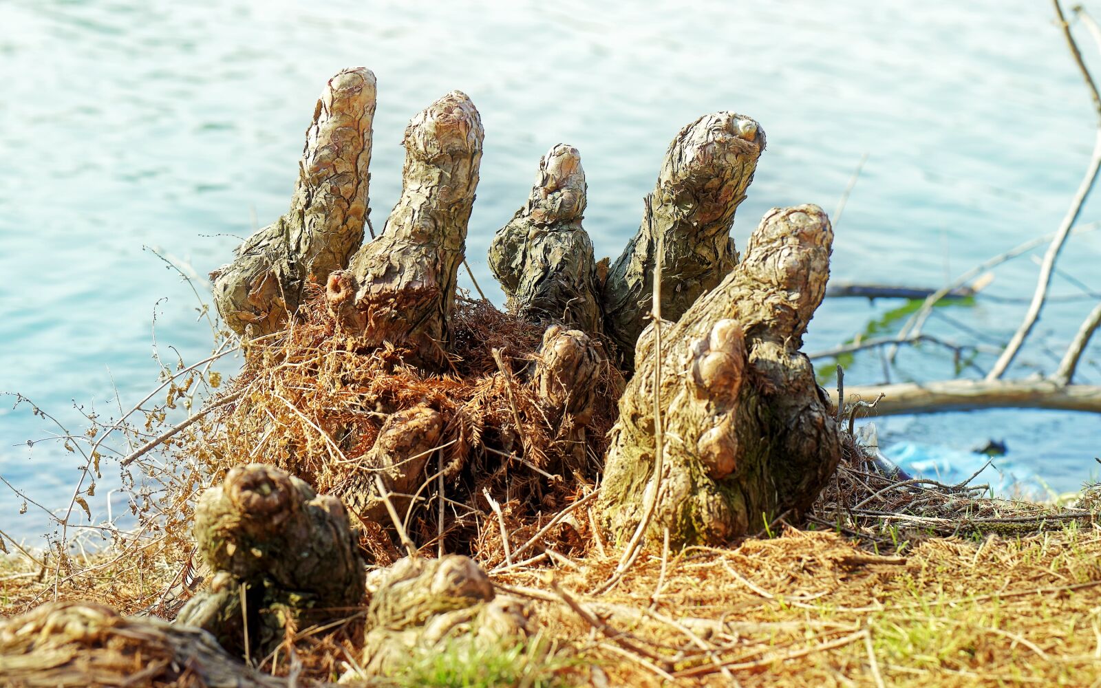Nikon D5300 sample photo. The roots, the air photography