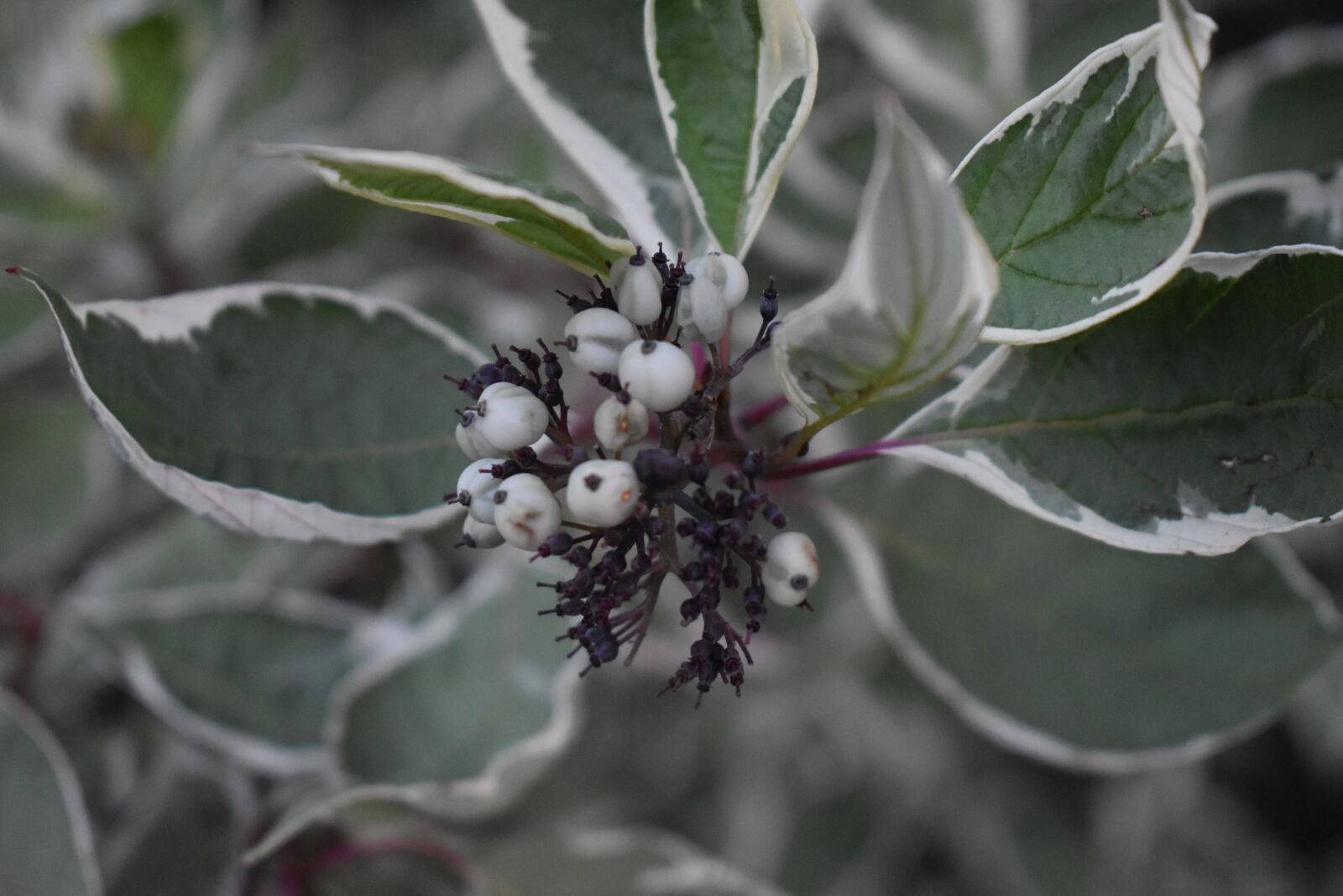 Nikon D3500 sample photo. White, berries, plant photography