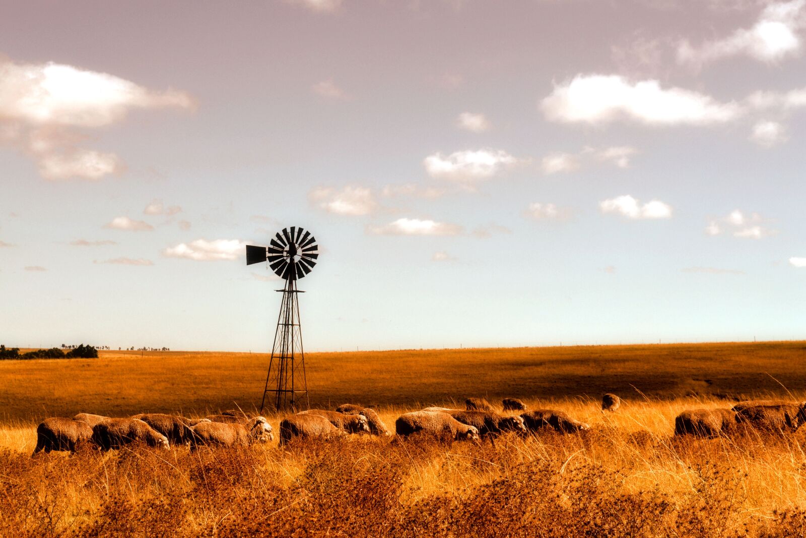 Nikon D3100 sample photo. Sheep, farm, windmill photography