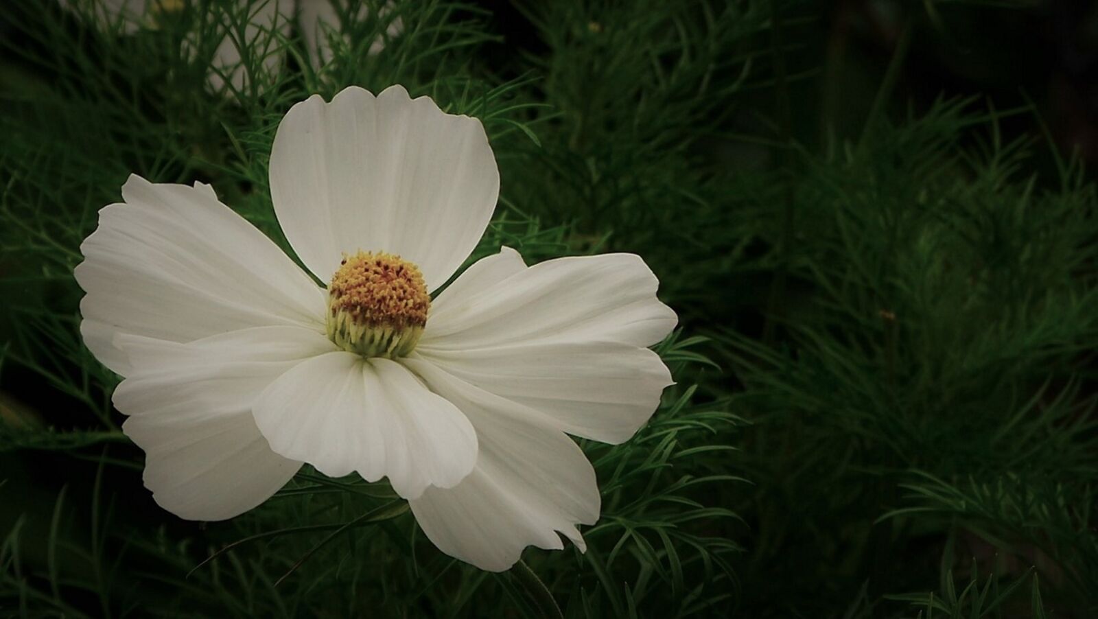 Panasonic Lumix DMC-GH3 sample photo. Flowers, cosmea, nature photography