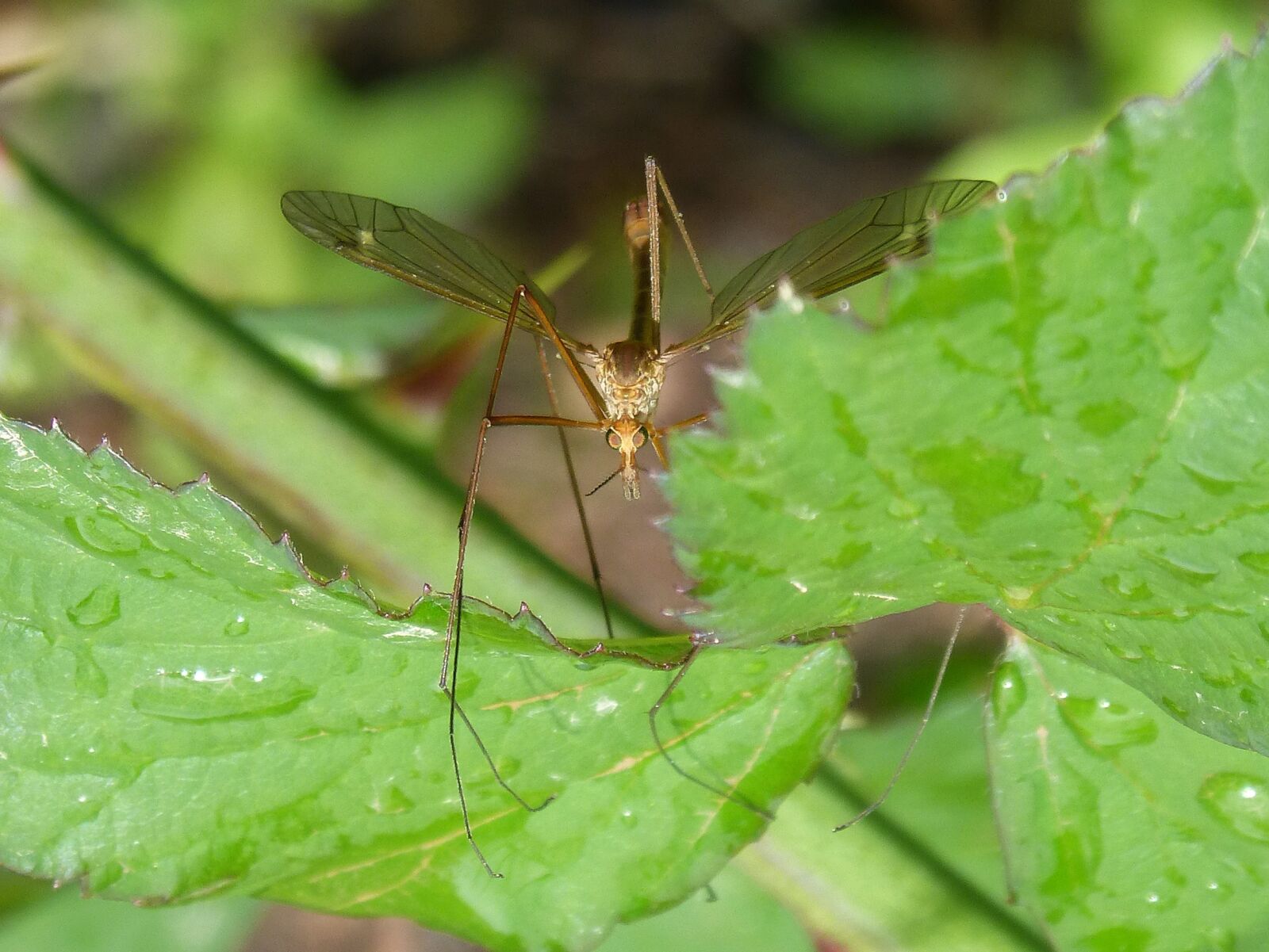 Panasonic DMC-FZ62 sample photo. Mosquito, insect, detail photography