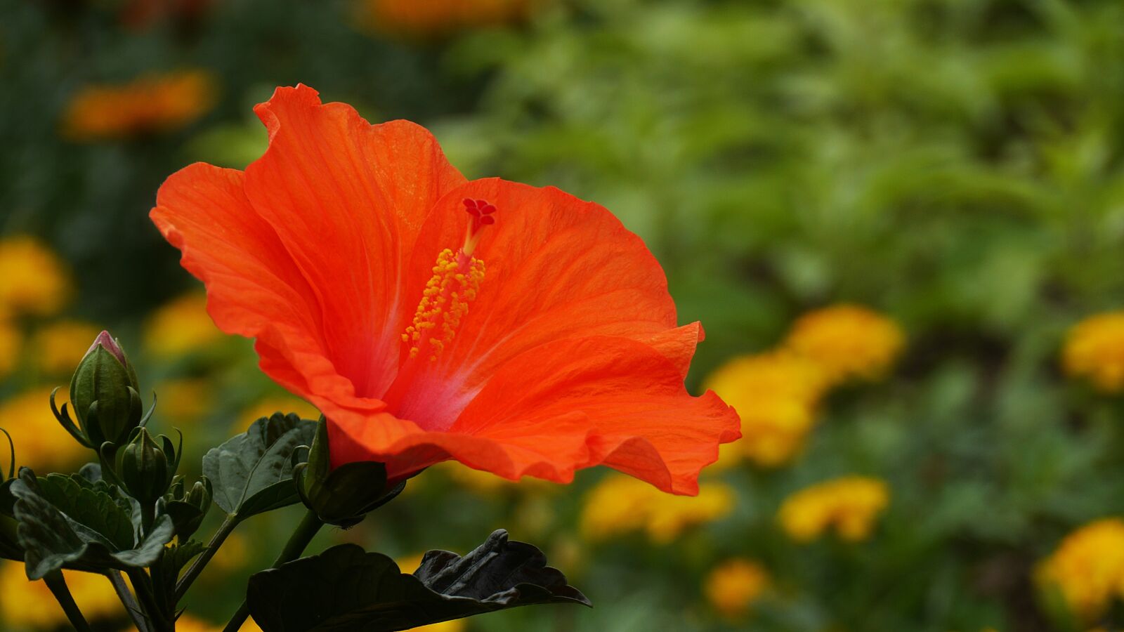Panasonic Lumix DMC-GH3 sample photo. This type, abstract, landscape photography
