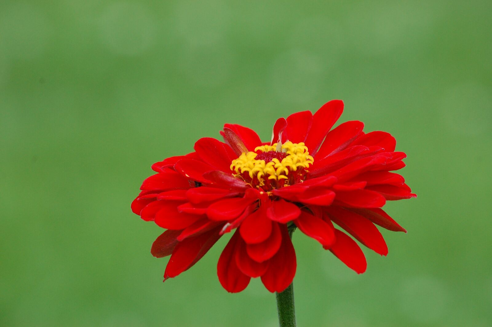 Nikon D40 sample photo. Red, flower, bloom photography