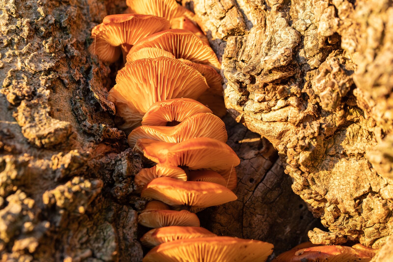 Canon EOS 6D Mark II sample photo. Mushroom, mushrooms, forest photography