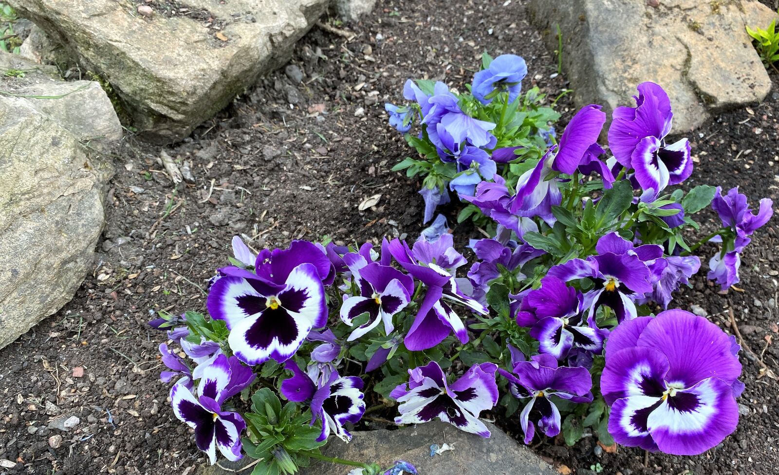 iPhone 11 back dual wide camera 4.25mm f/1.8 sample photo. Pansy, purple, blue photography