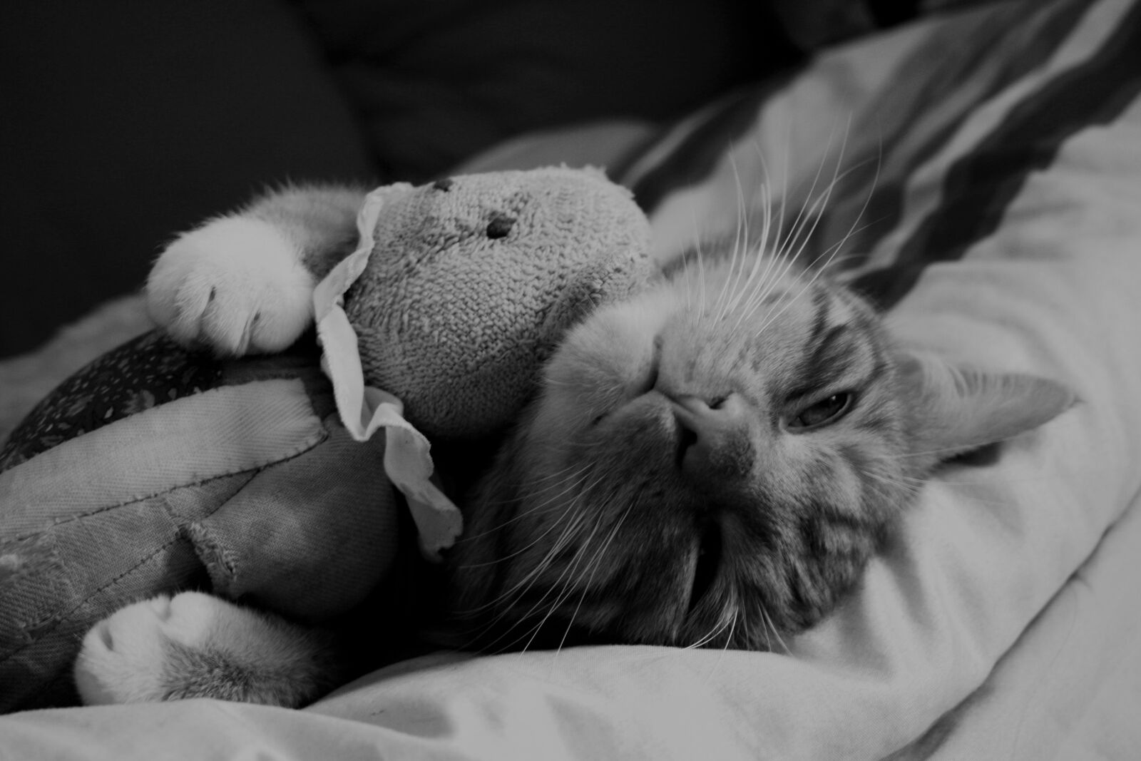 Canon EOS 400D (EOS Digital Rebel XTi / EOS Kiss Digital X) sample photo. Cat, bed, snuggle photography