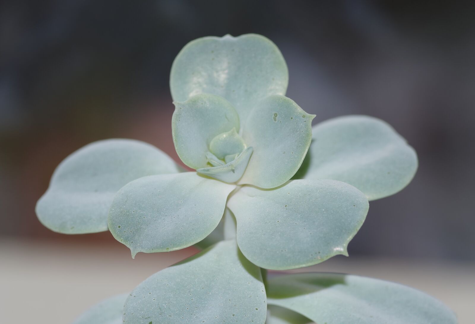 Pentax K-S2 sample photo. Succulent, plant, green photography