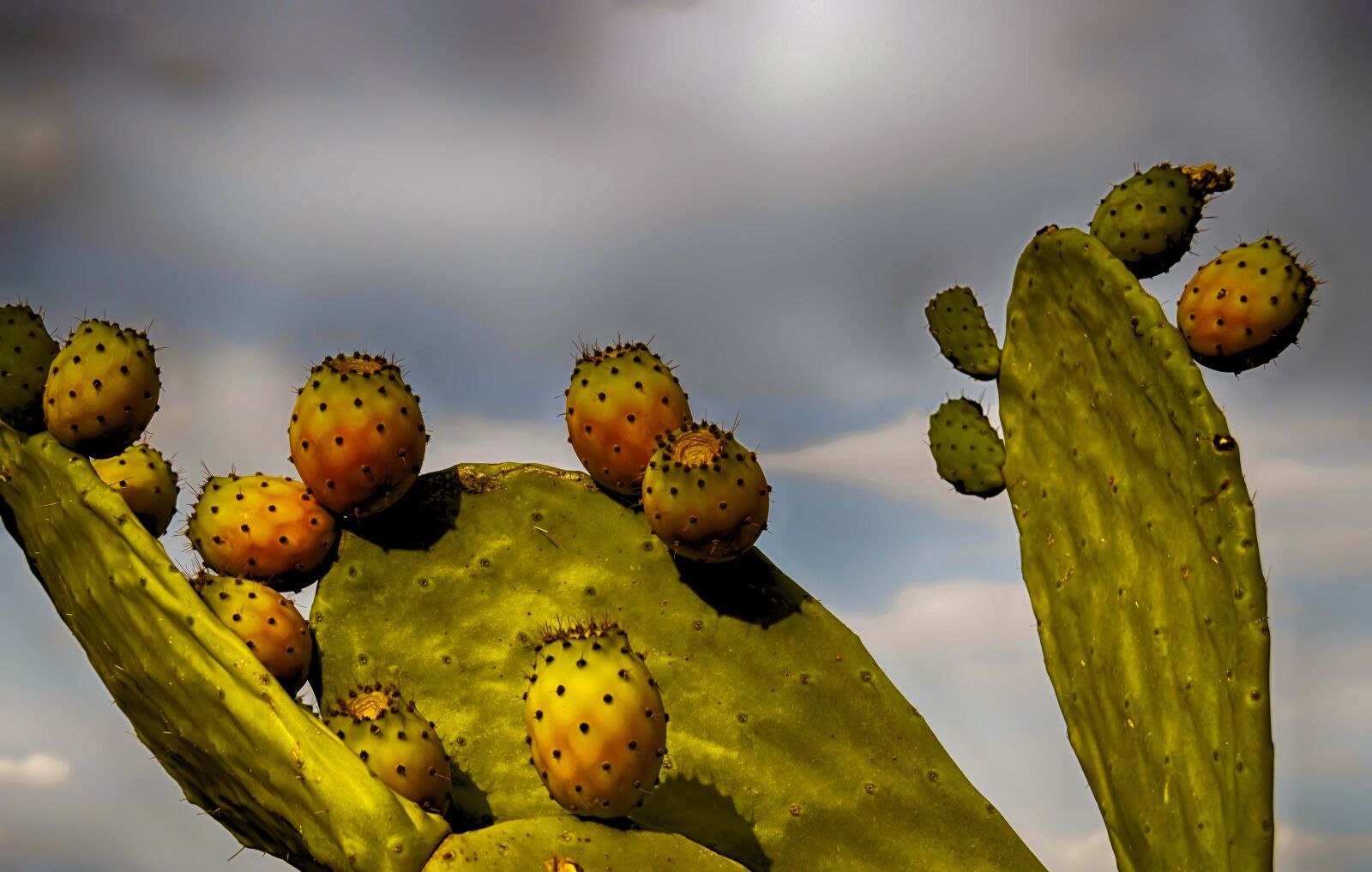 Nikon D3200 sample photo. Prickly pears, prickly pear photography