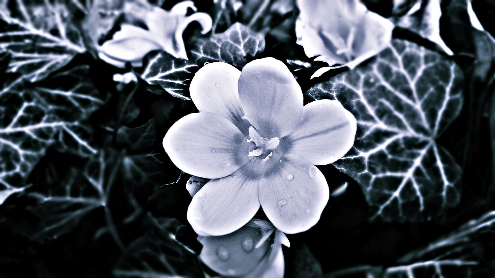 Samsung Galaxy J5 sample photo. Flower, biel, the petals photography