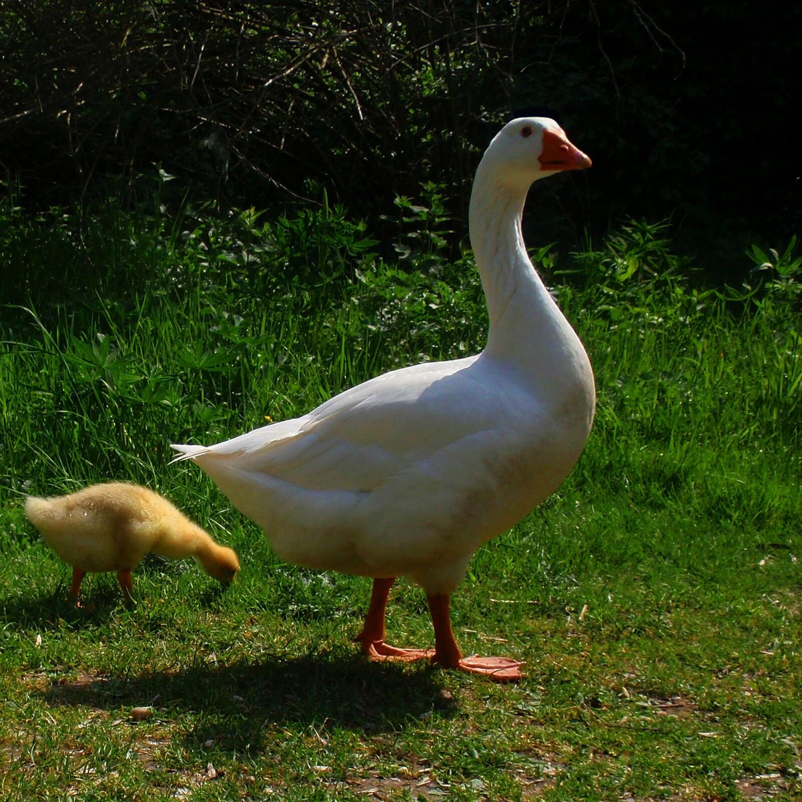 Olympus u1010,S1010 sample photo. Ganz, chicken, eat photography