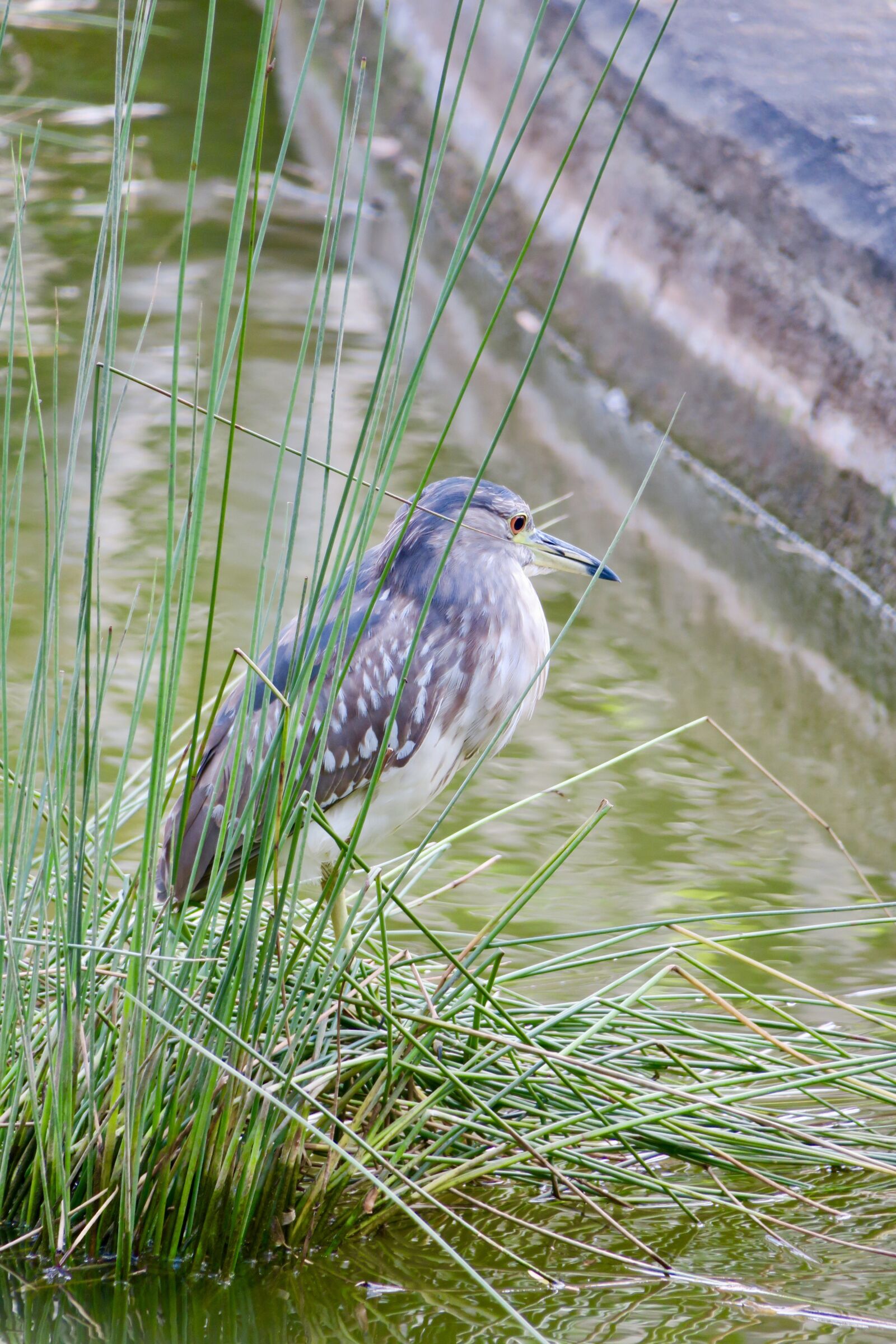 Canon PowerShot G3 X sample photo. Nature, bird, outdoor photography