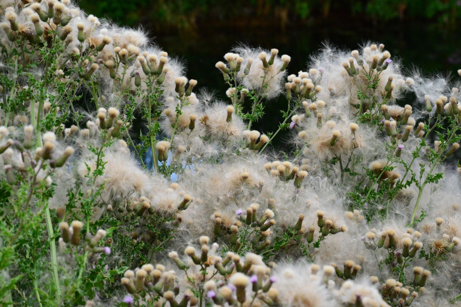 Nikon D800 sample photo. Thistledown, thistle, seed photography