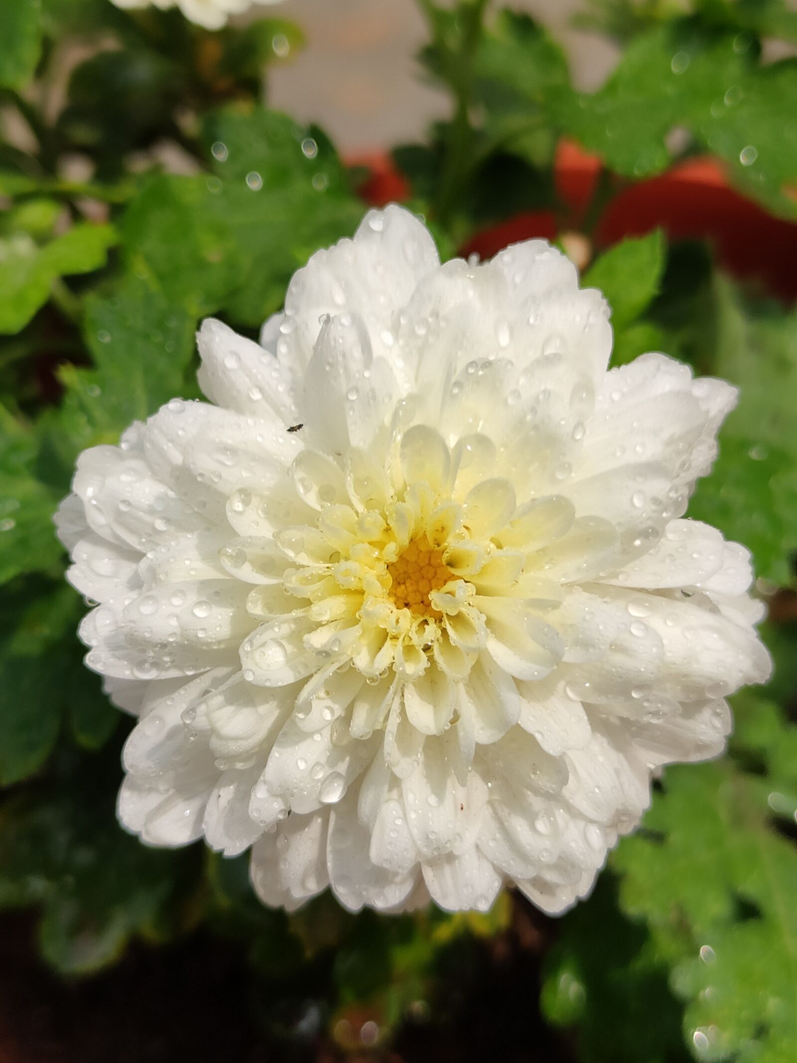 Xiaomi Redmi Note 7 Pro sample photo. White flower, flower, white photography
