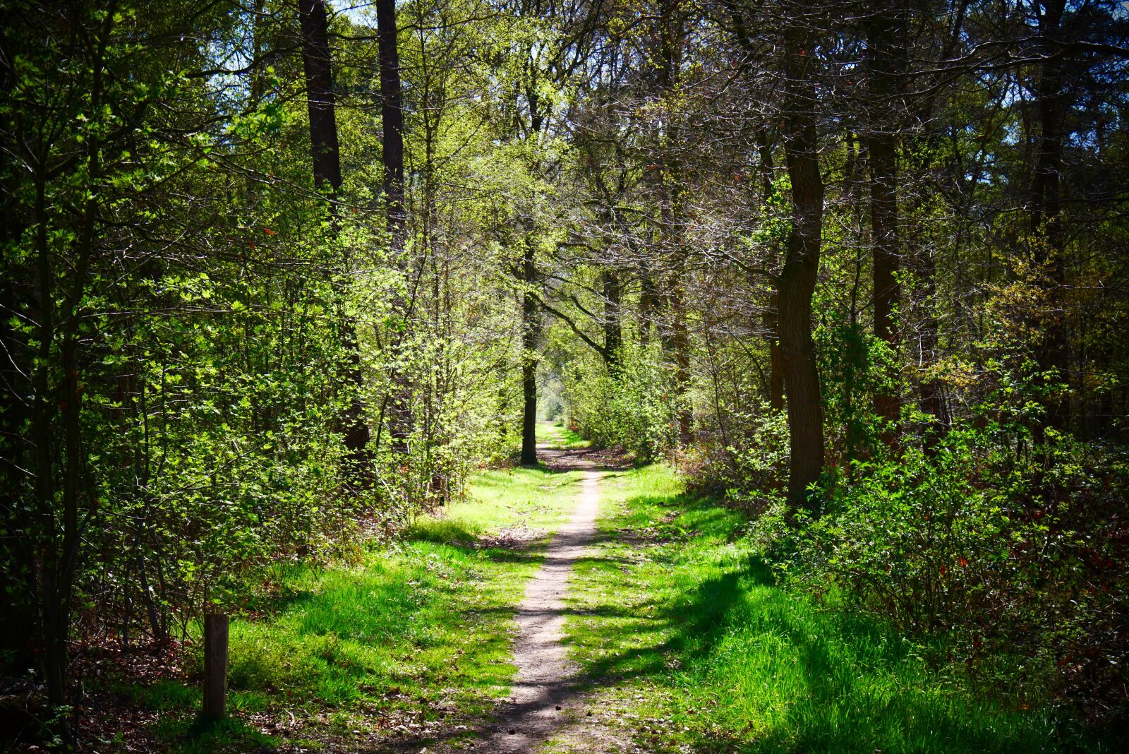 Panasonic Lumix DMC-G85 (Lumix DMC-G80) sample photo. Path, forest path, nature photography