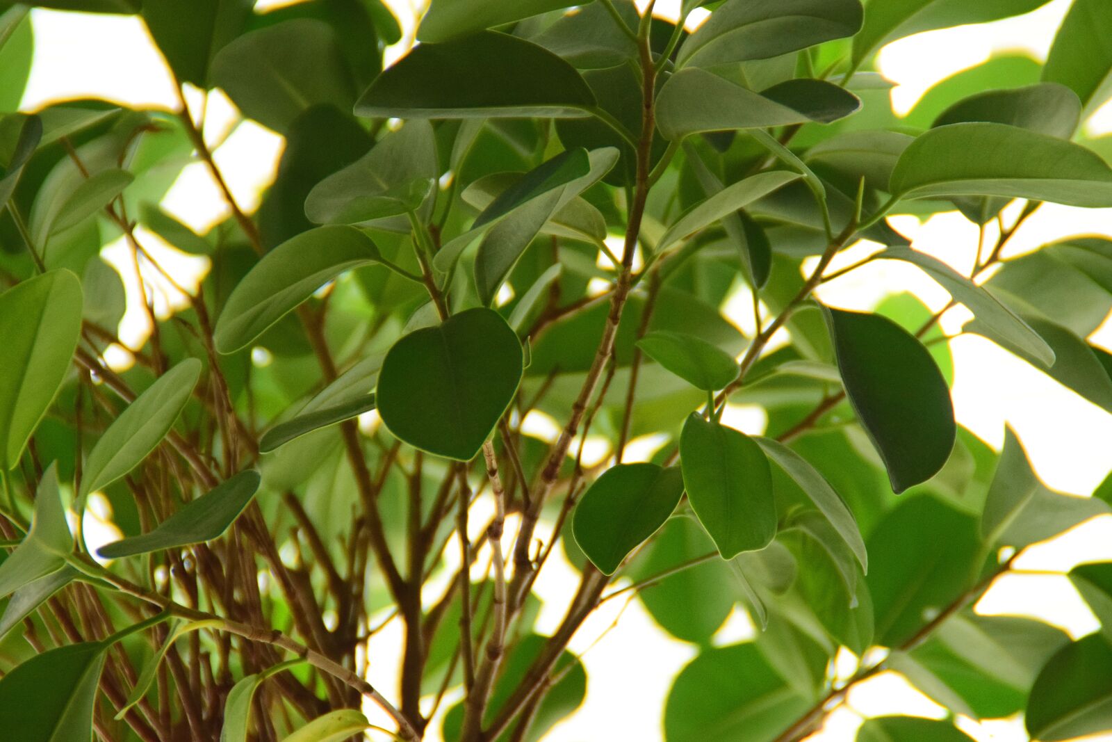 Nikon D5300 sample photo. Ficus, plant, leaves photography