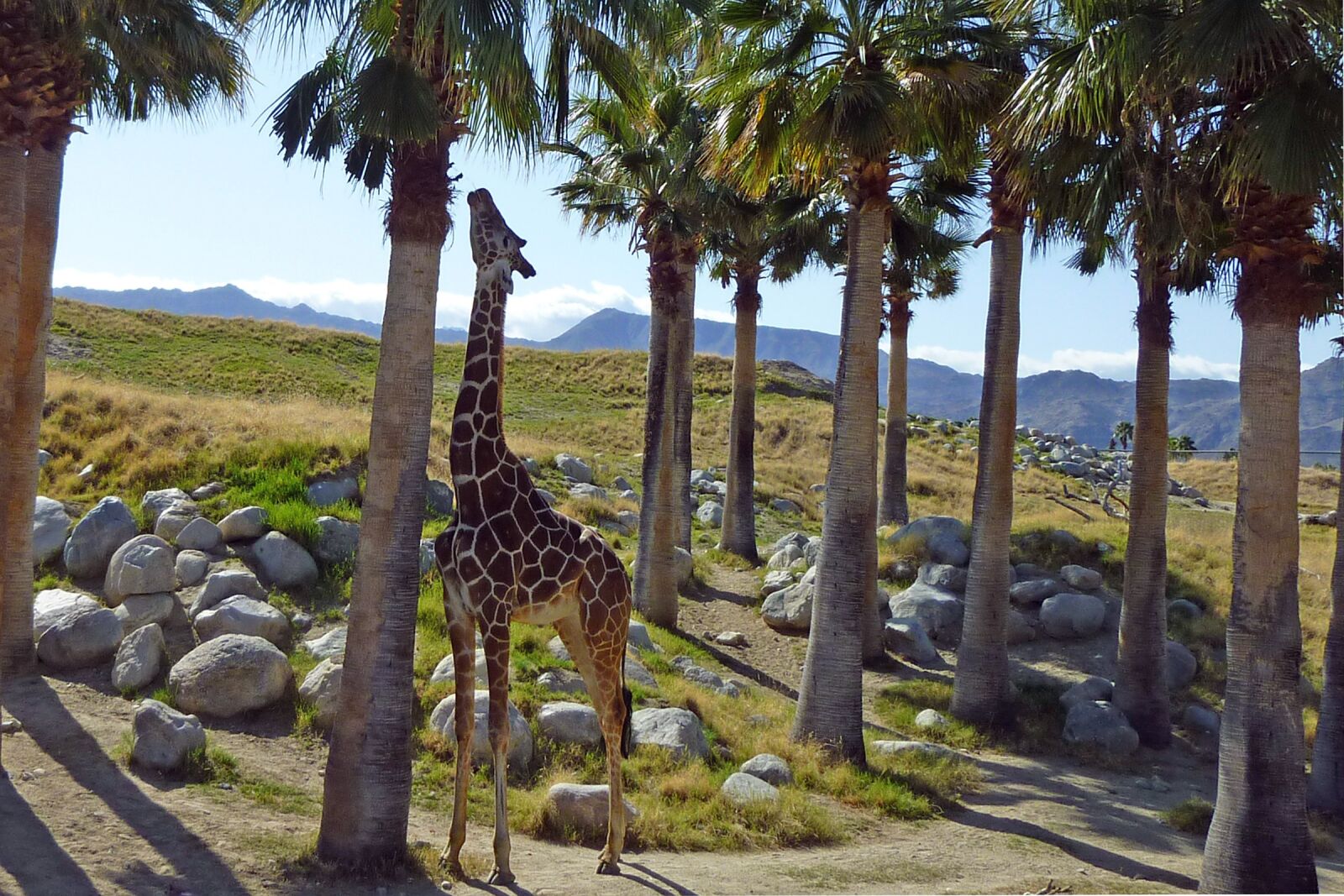 Panasonic DMC-ZR1 sample photo. Giraffe, animal, wildlife photography
