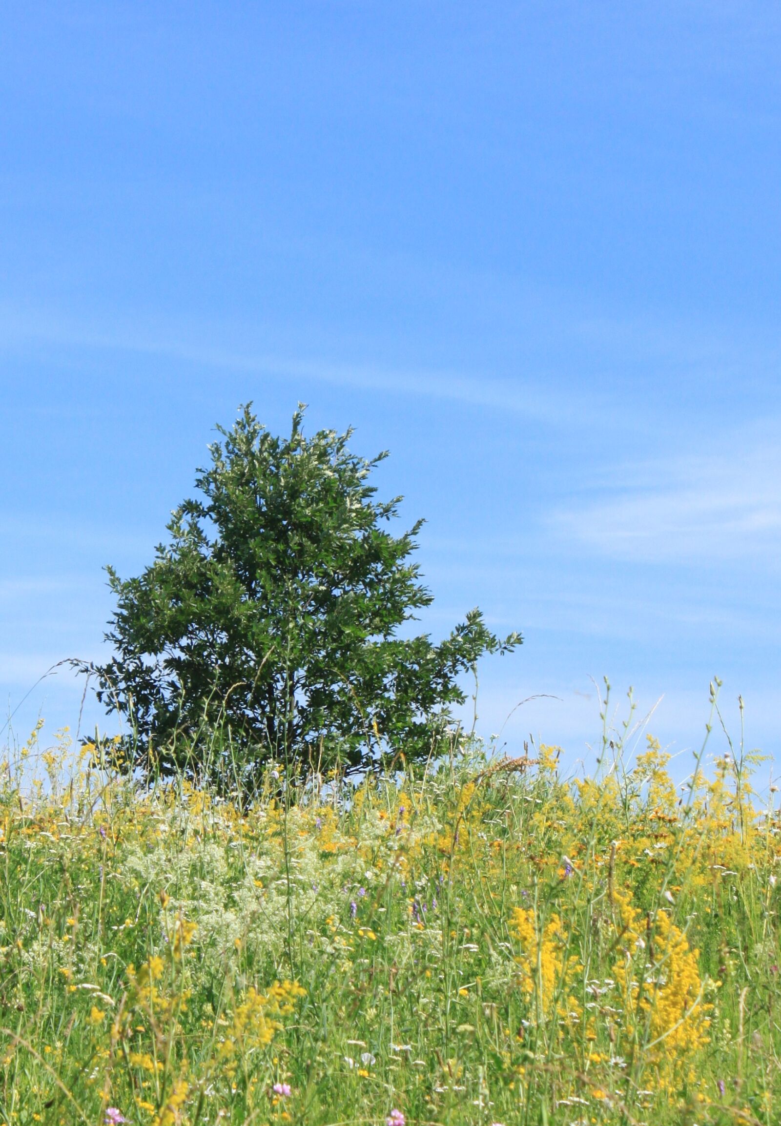 Canon EOS 500D (EOS Rebel T1i / EOS Kiss X3) sample photo. Blue, field, flowers photography