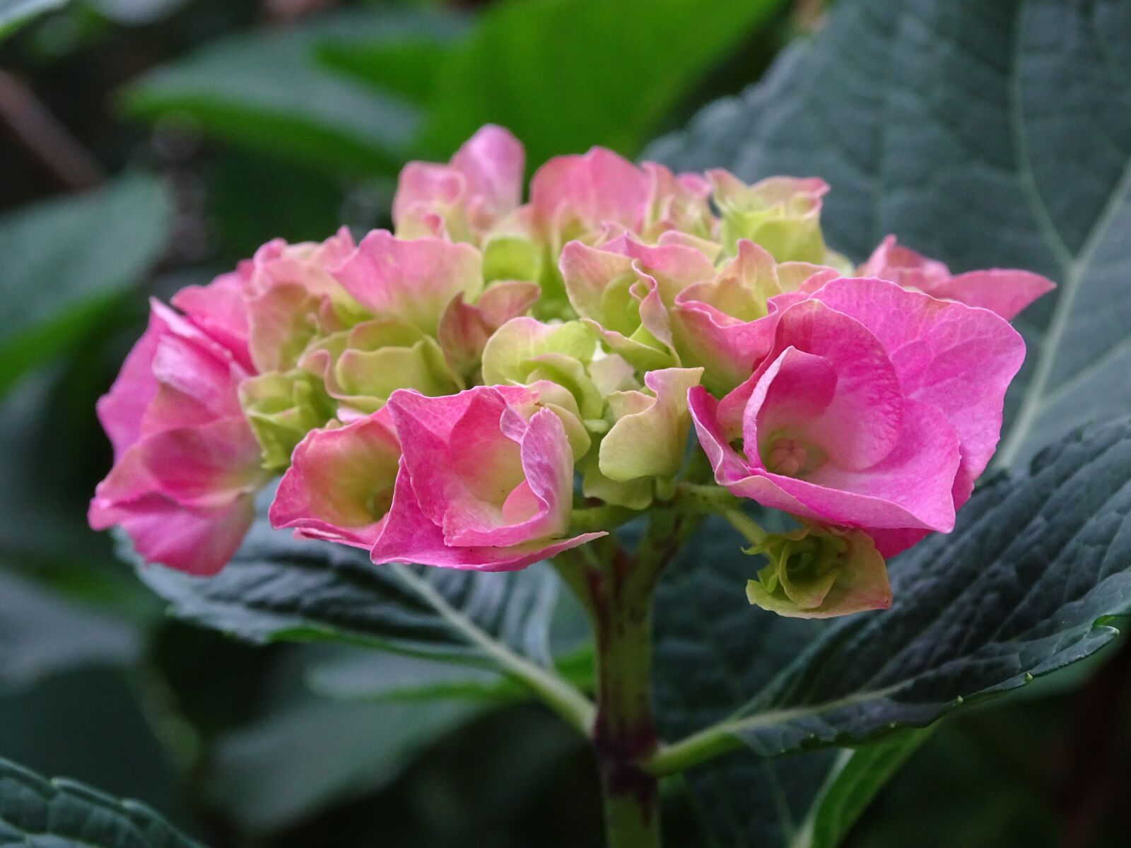 Sony Cyber-shot DSC-HX400V sample photo. Hydrangea, bauer hydrangea, flower photography