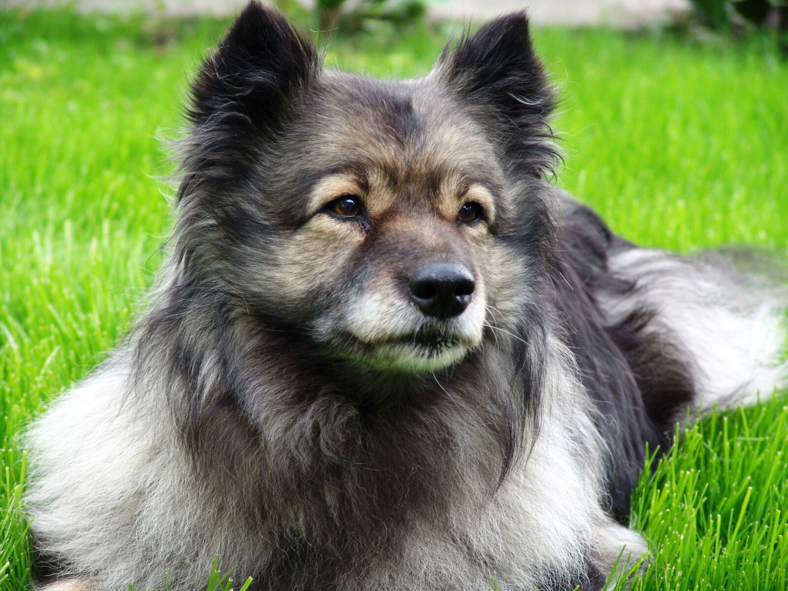 Sony DSC-F828 sample photo. Keeshond, dog, pet photography