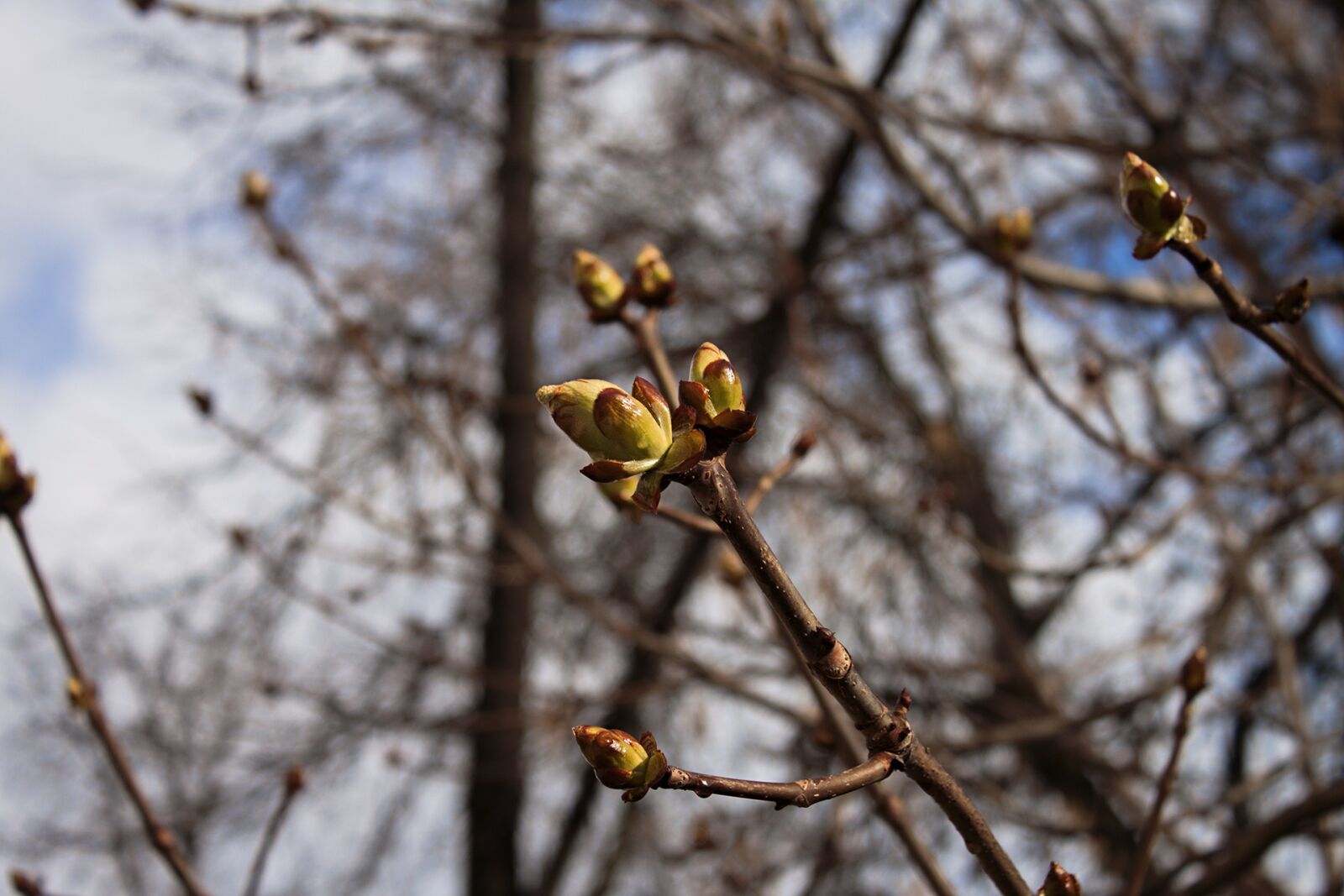 Canon EF-S 18-55mm F3.5-5.6 IS sample photo. Spring, nature, branch photography