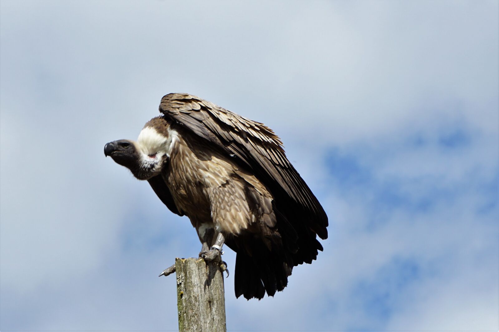 Sony E 55-210mm F4.5-6.3 OSS sample photo. Wildlife park, zoo, belgium photography