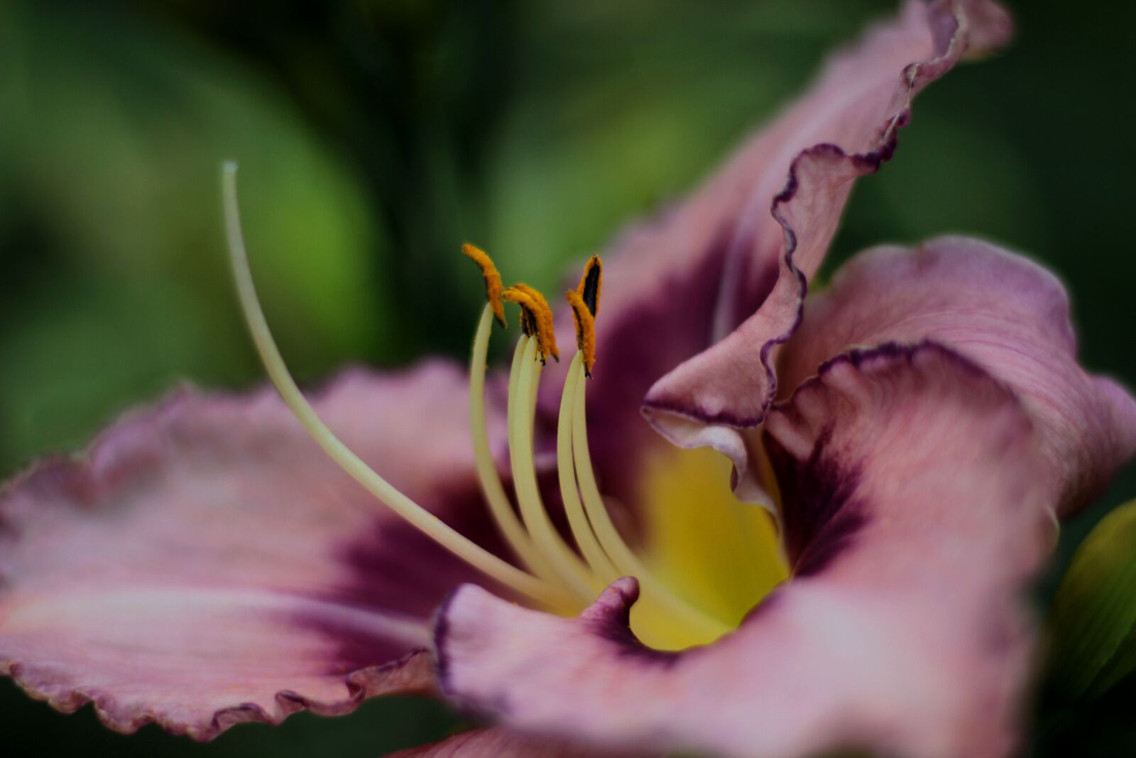 Canon EOS 600D (Rebel EOS T3i / EOS Kiss X5) sample photo. Hemerocallis edge ahead, daylily photography