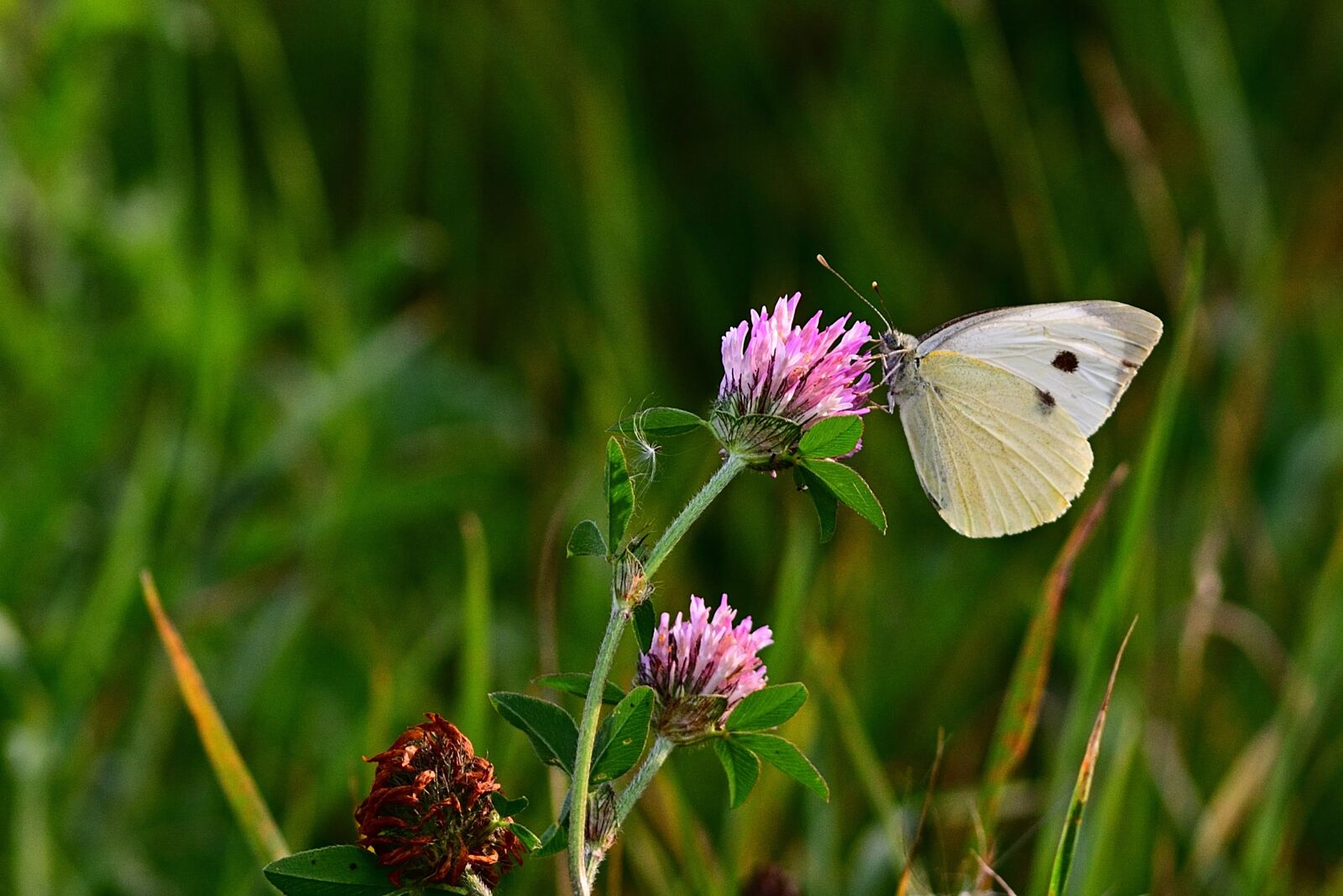 Nikon D5200 sample photo. Nature, butterfly, white photography