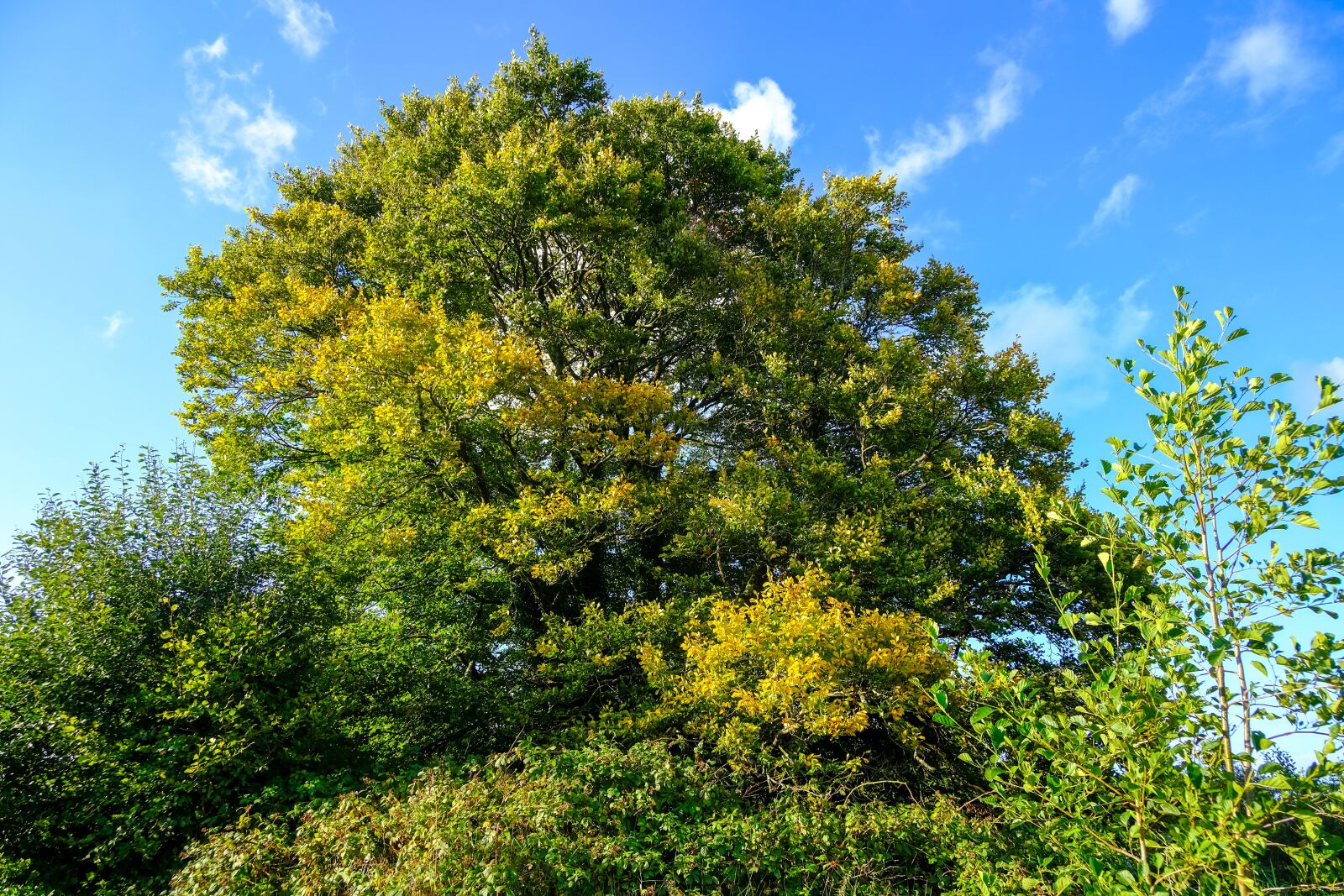 Fujifilm XC 15-45mm F3.5-5.6 OIS PZ sample photo. Tree, sky, nature photography