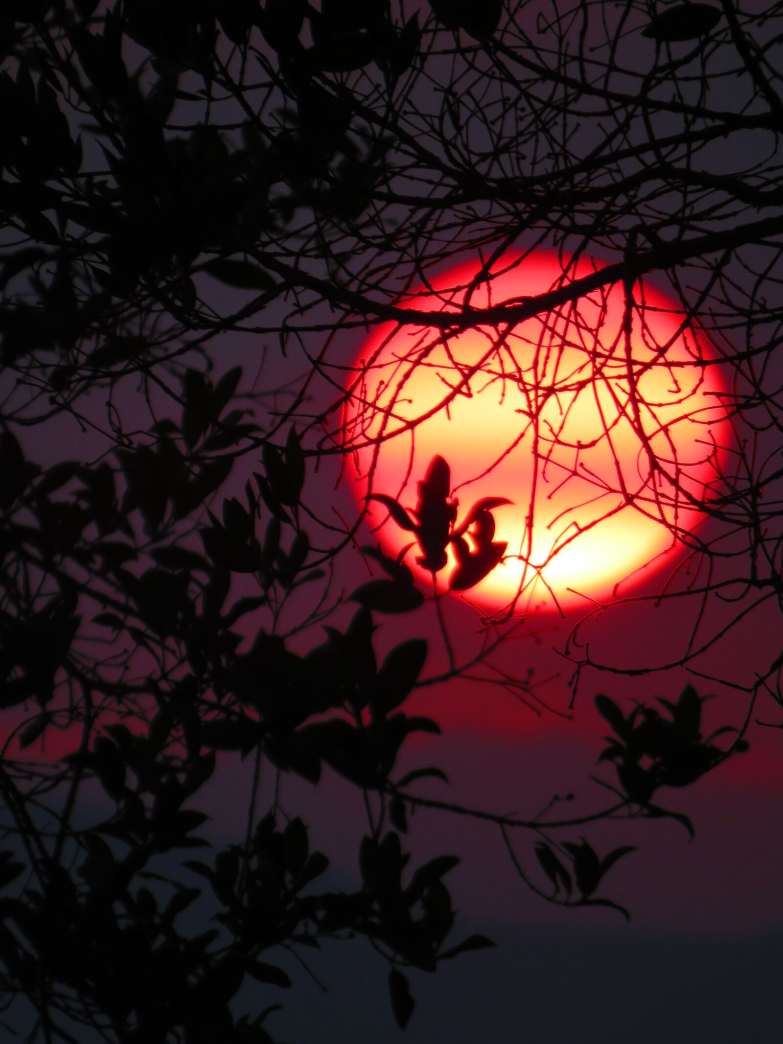 Canon PowerShot SX60 HS sample photo. Sunset, tree, field photography