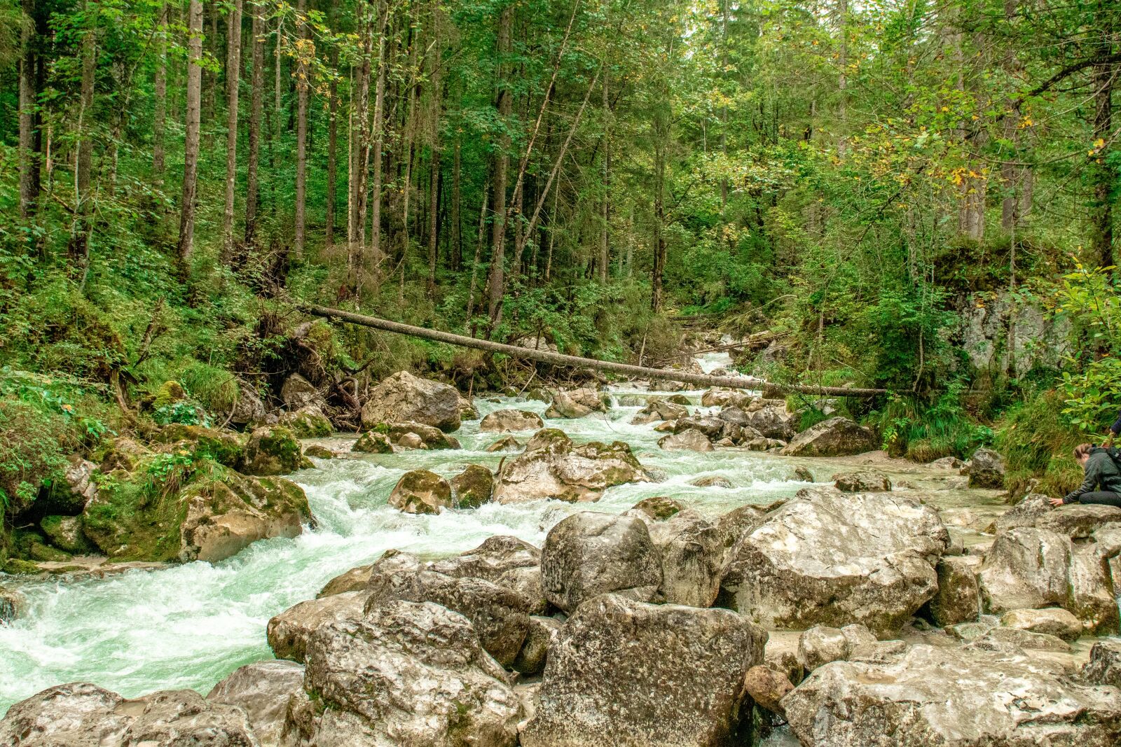 Nikon D500 sample photo. Forest, river, stream photography
