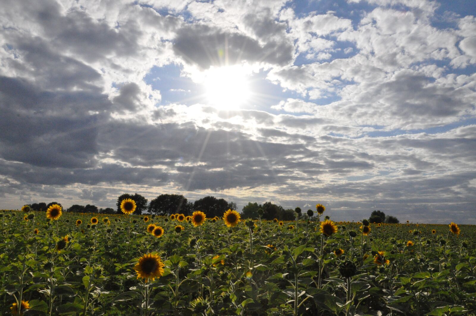 Nikon D90 sample photo. Mayday, the first of photography