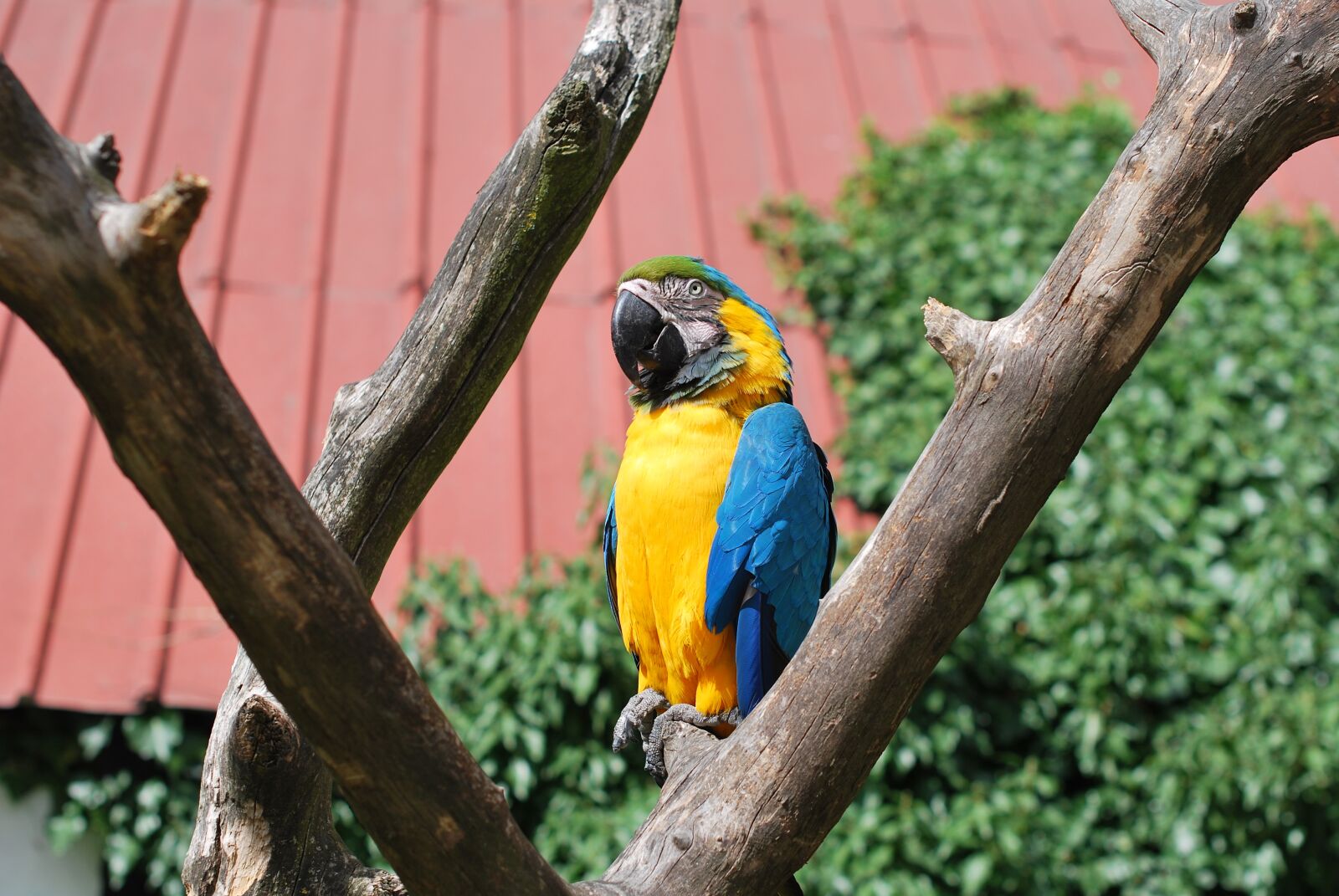 Nikon D60 sample photo. Parrot, bird, nature photography