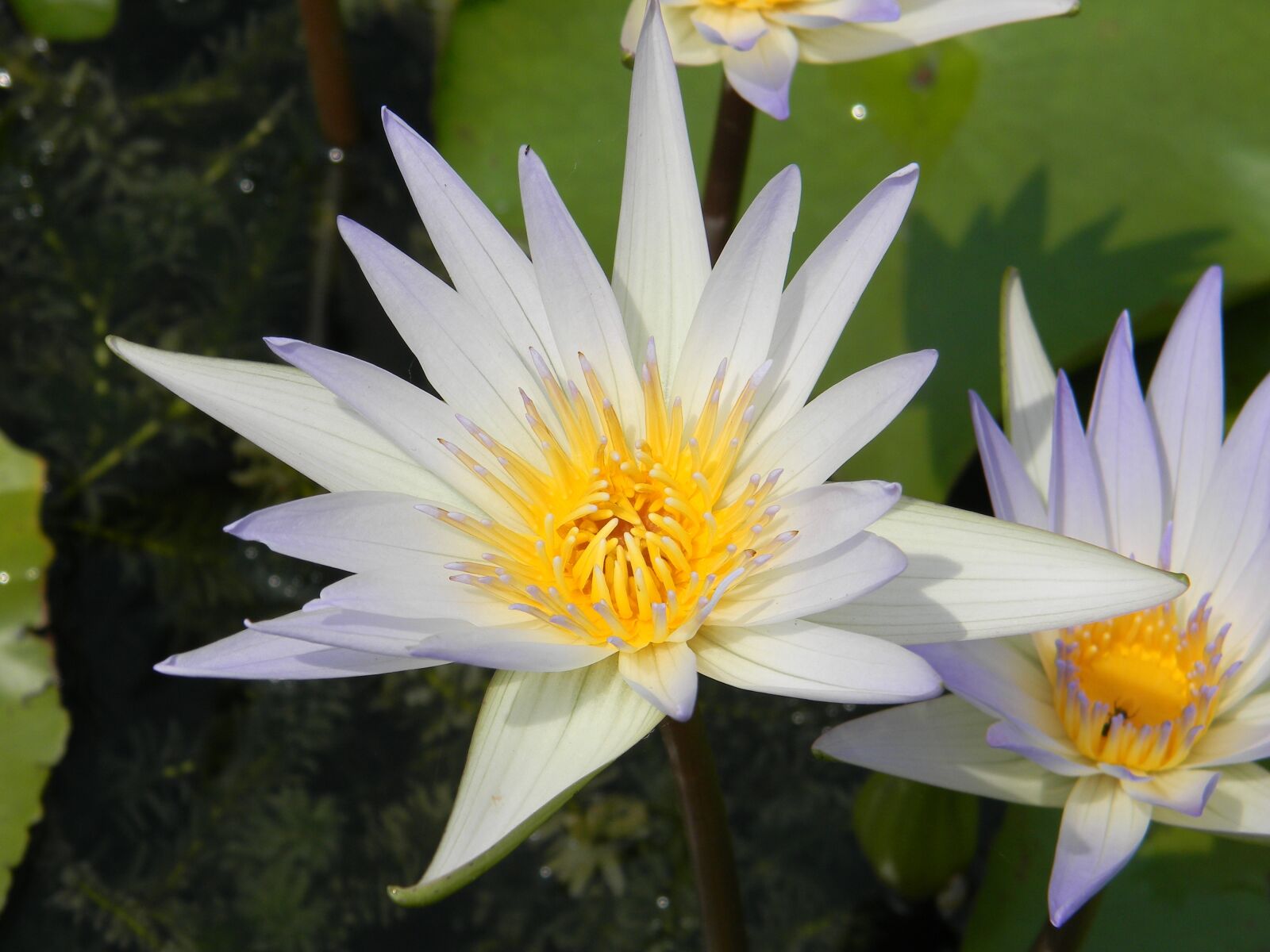 Nikon Coolpix L110 sample photo. Water lily, flower, nymphaea photography