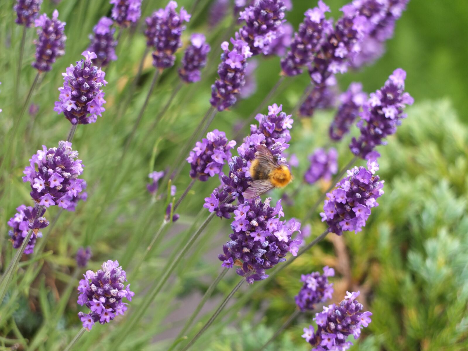 Fujifilm X10 sample photo. Bumblebee, bee, insect photography