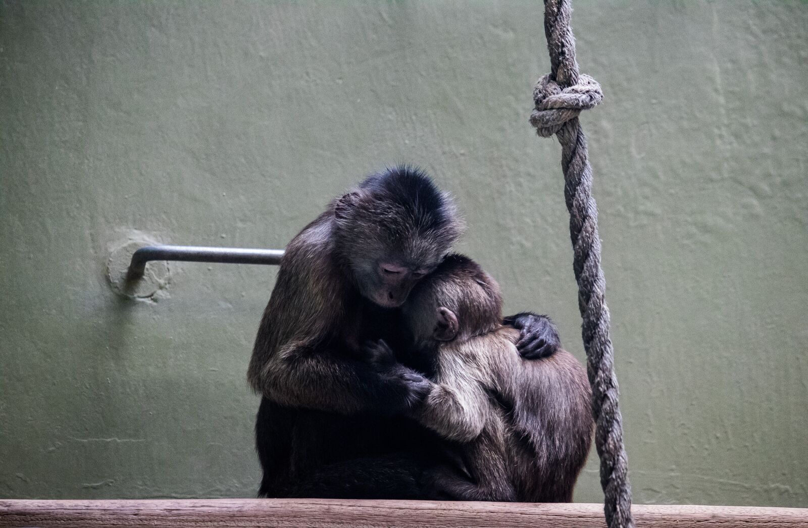 Canon EF-S 55-250mm F4-5.6 IS STM sample photo. Monkey, monkey nut, monkey photography