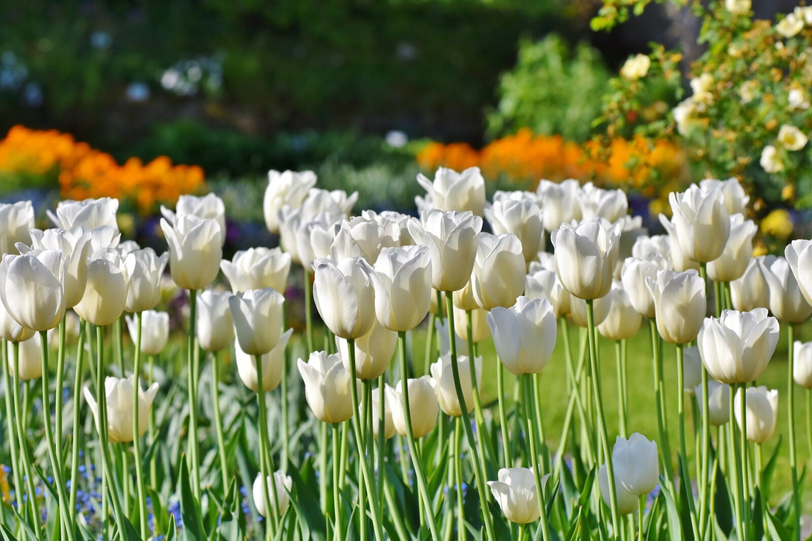 Nikon D7200 sample photo. Tulips, tulip field, tulpenbluete photography