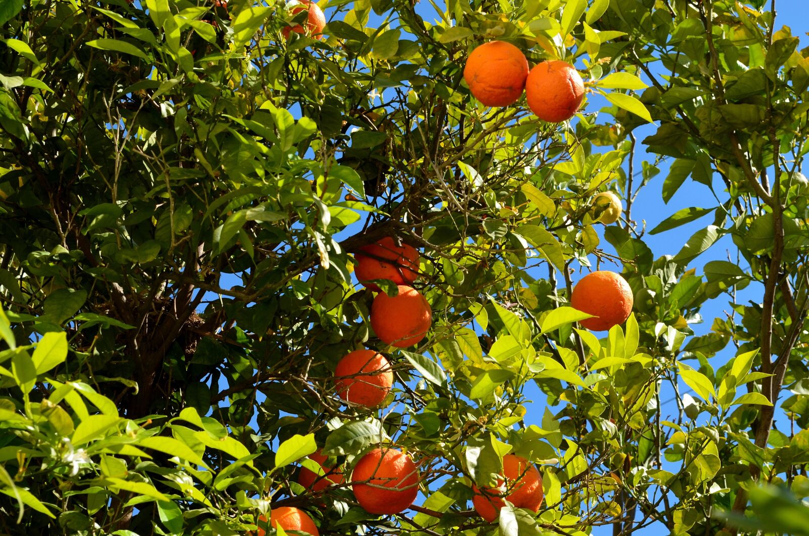 Nikon D5100 sample photo. Orange, orange tree, fruit photography