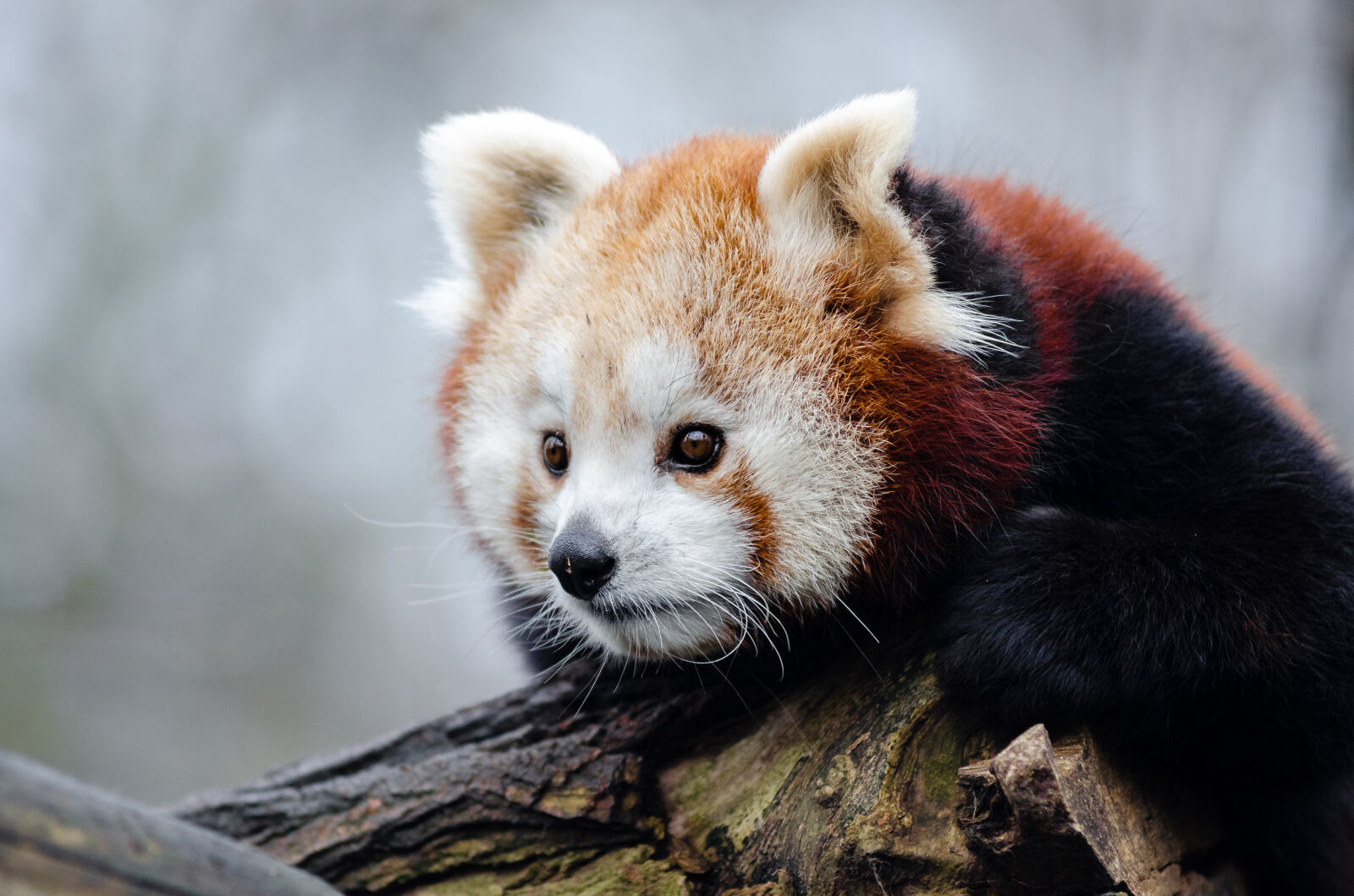 AF Zoom-Nikkor 80-200mm f/2.8 ED sample photo