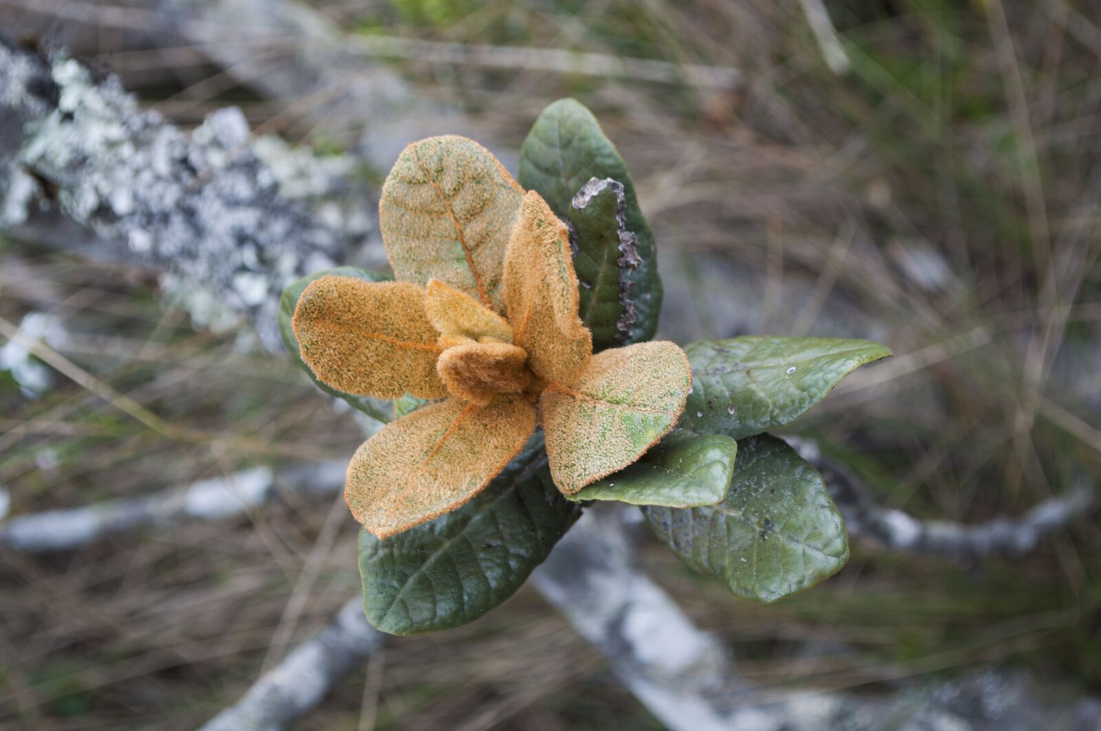 Nikon D5000 sample photo. Plant, moor, leaves photography