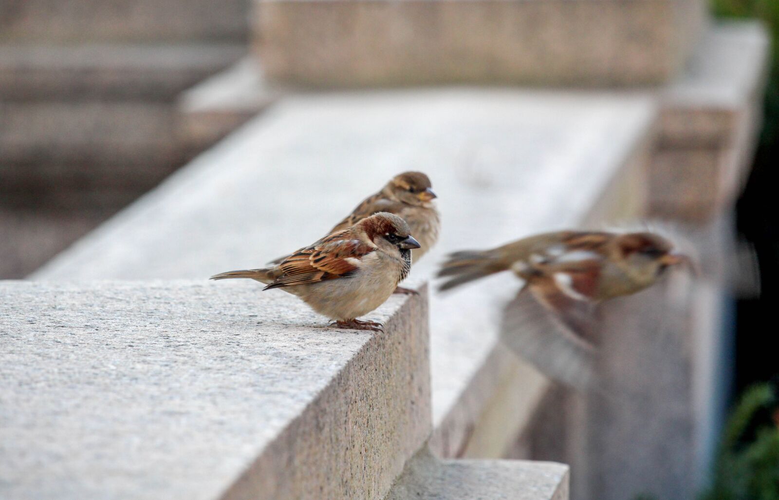 Canon EOS 700D (EOS Rebel T5i / EOS Kiss X7i) sample photo. Bird, nature, outdoors photography
