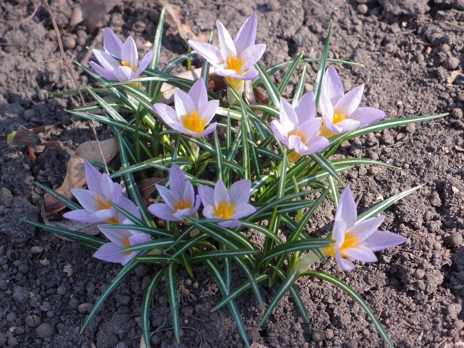 Olympus XZ-1 sample photo. Flowers, spring, spring flowers photography