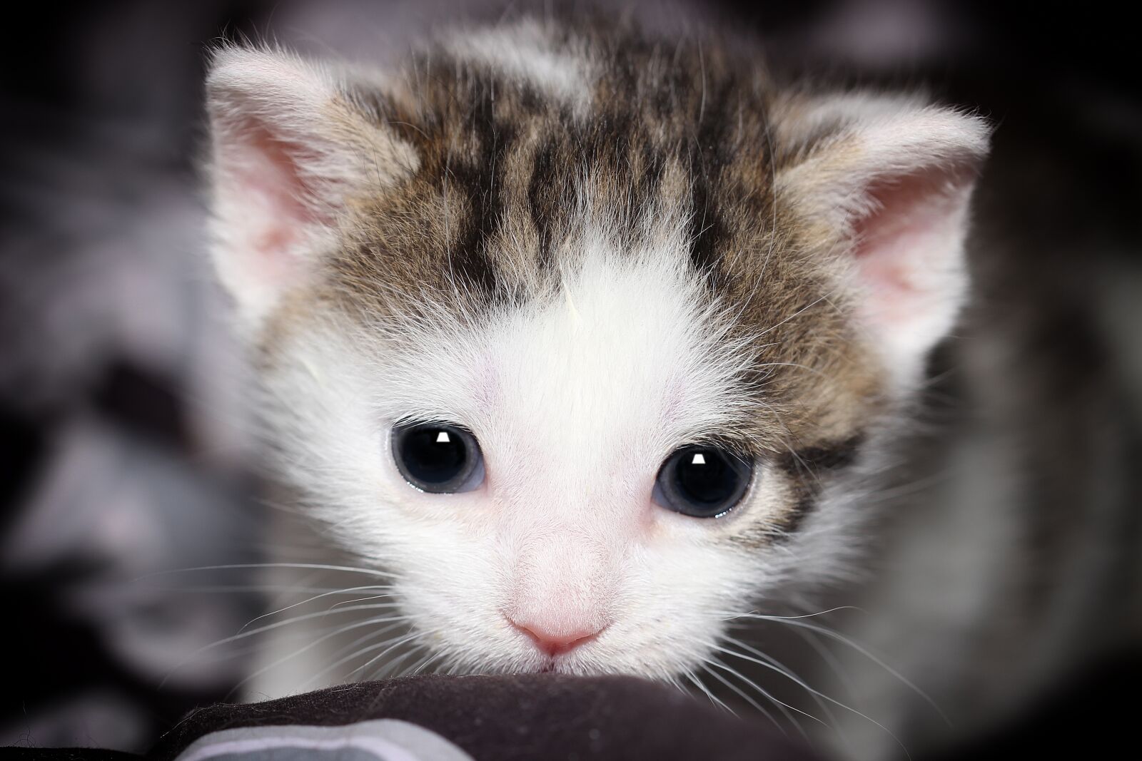 Canon EOS 600D (Rebel EOS T3i / EOS Kiss X5) sample photo. Cat, small, young photography