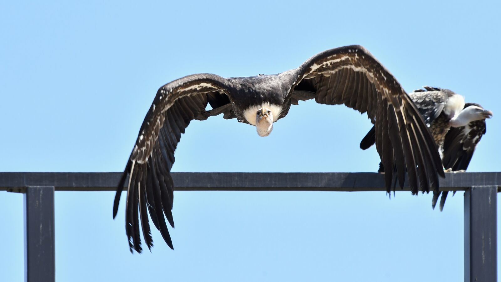 Nikon D500 sample photo. Griffon vulture, vulture, flight photography